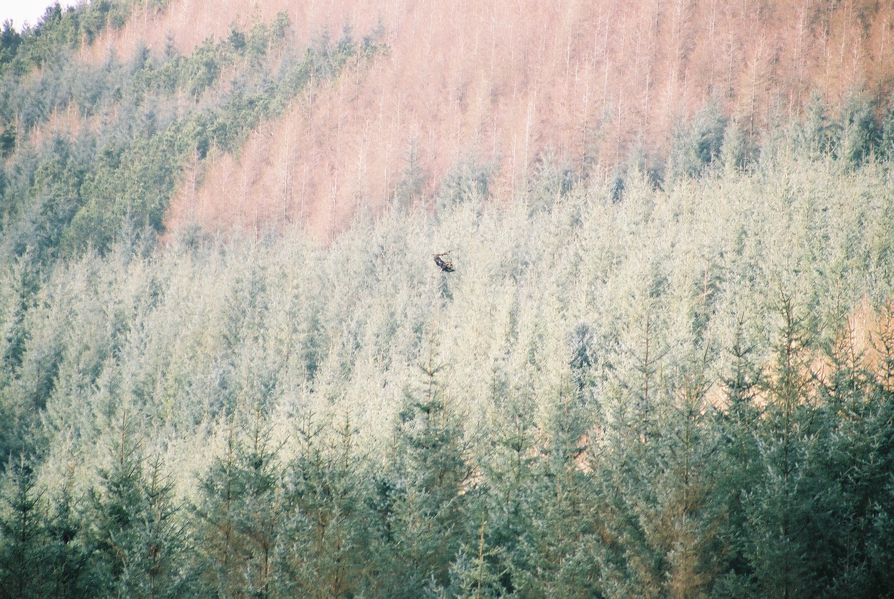 photos/wildlife/Bird_Species/032-Hawks-Eagles-Harriers-Falcons/0810-Golden_Eagle/20040327-Mull-01.jpg