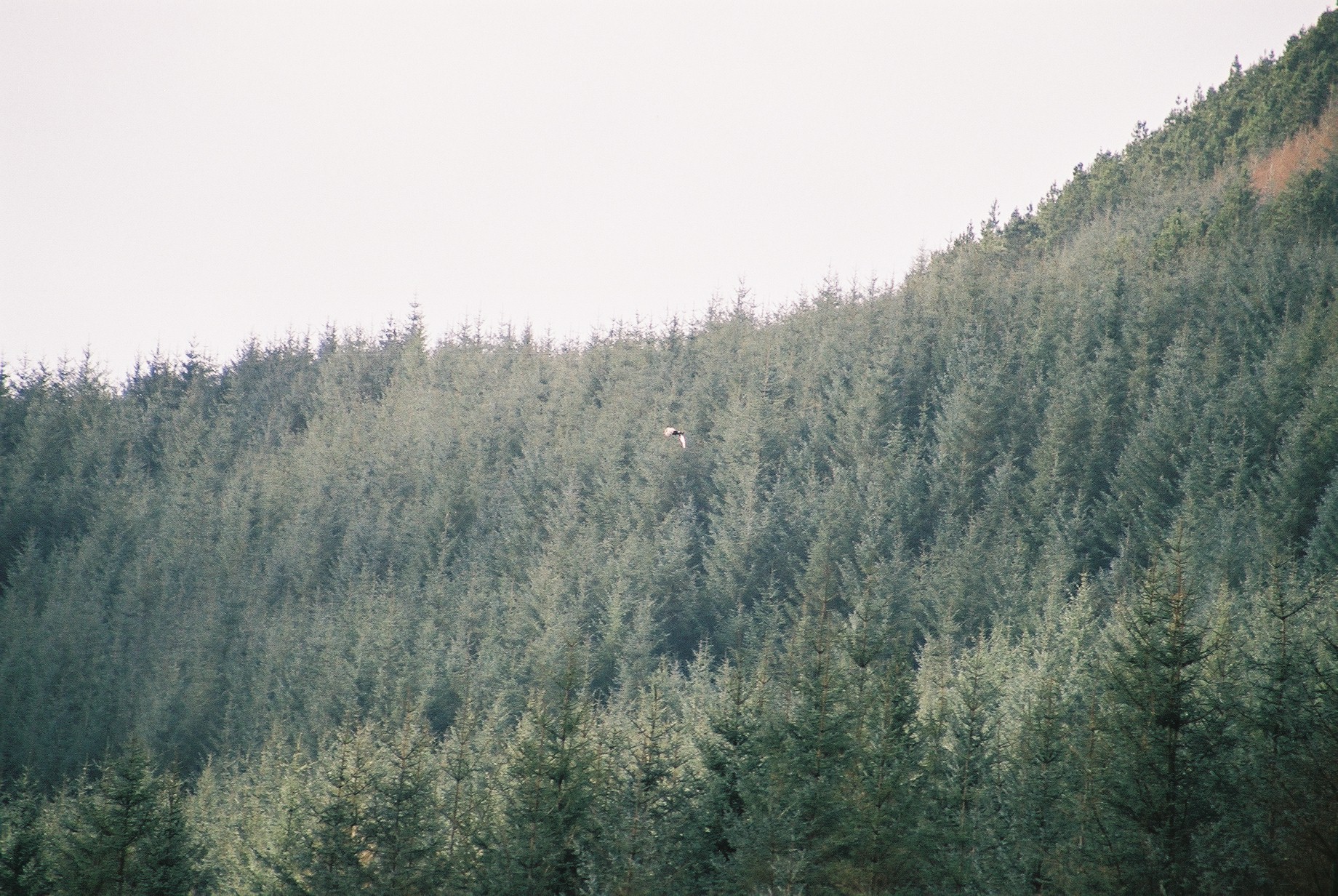 photos/wildlife/Bird_Species/032-Hawks-Eagles-Harriers-Falcons/0810-Golden_Eagle/20040327-Mull-02.jpg