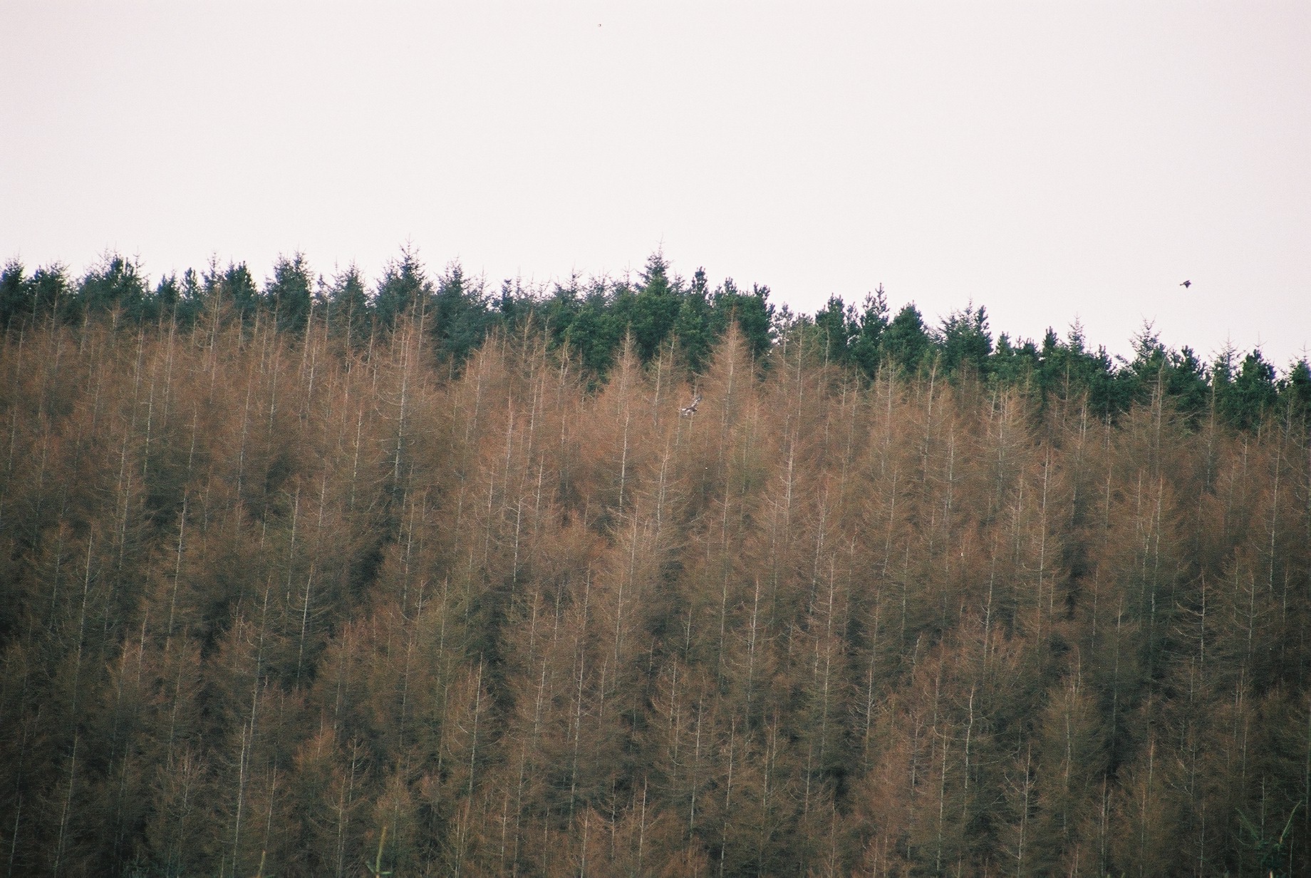 photos/wildlife/Bird_Species/032-Hawks-Eagles-Harriers-Falcons/0810-Golden_Eagle/20040327-Mull-03.jpg