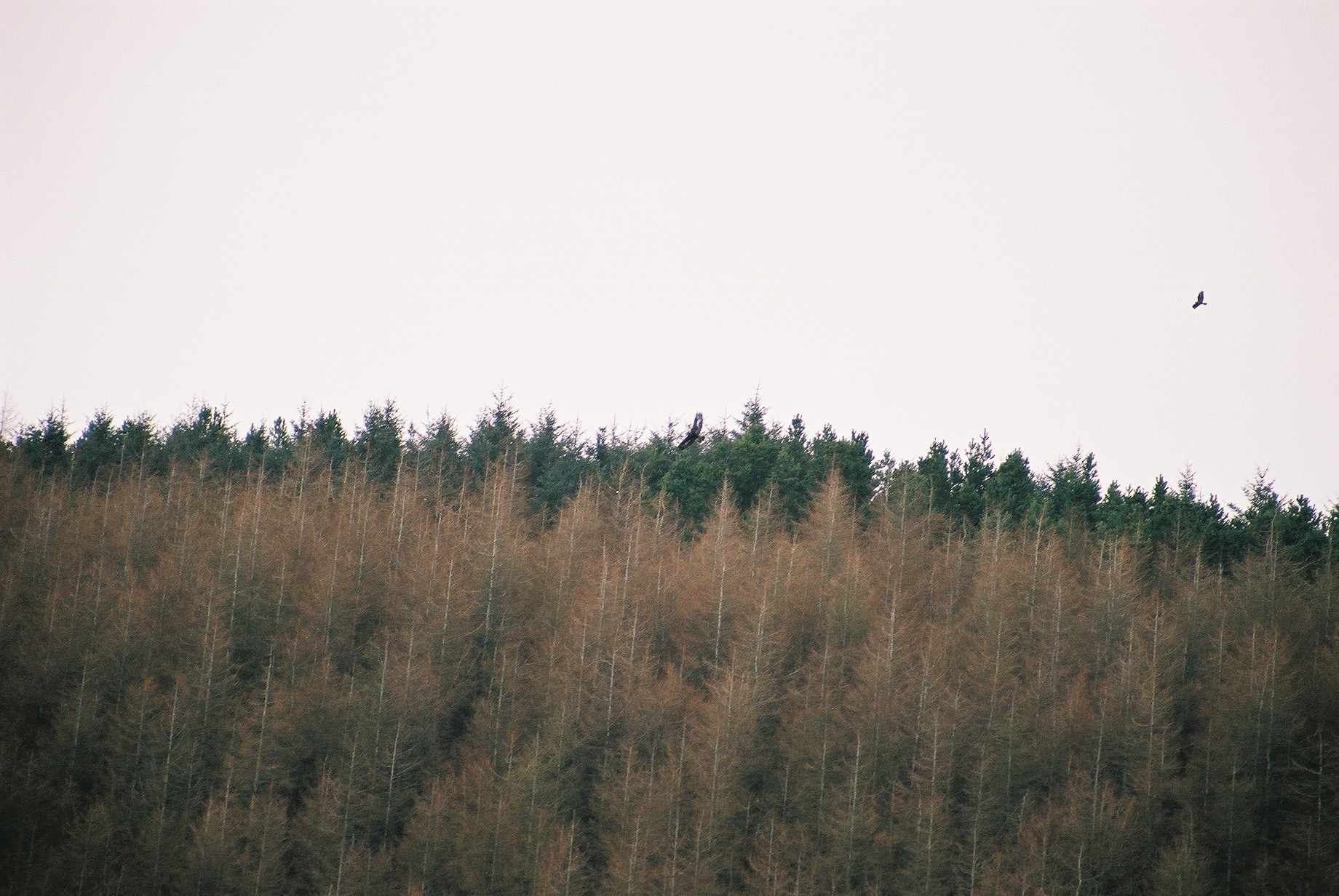 photos/wildlife/Bird_Species/032-Hawks-Eagles-Harriers-Falcons/0810-Golden_Eagle/20040327-Mull-04.jpg