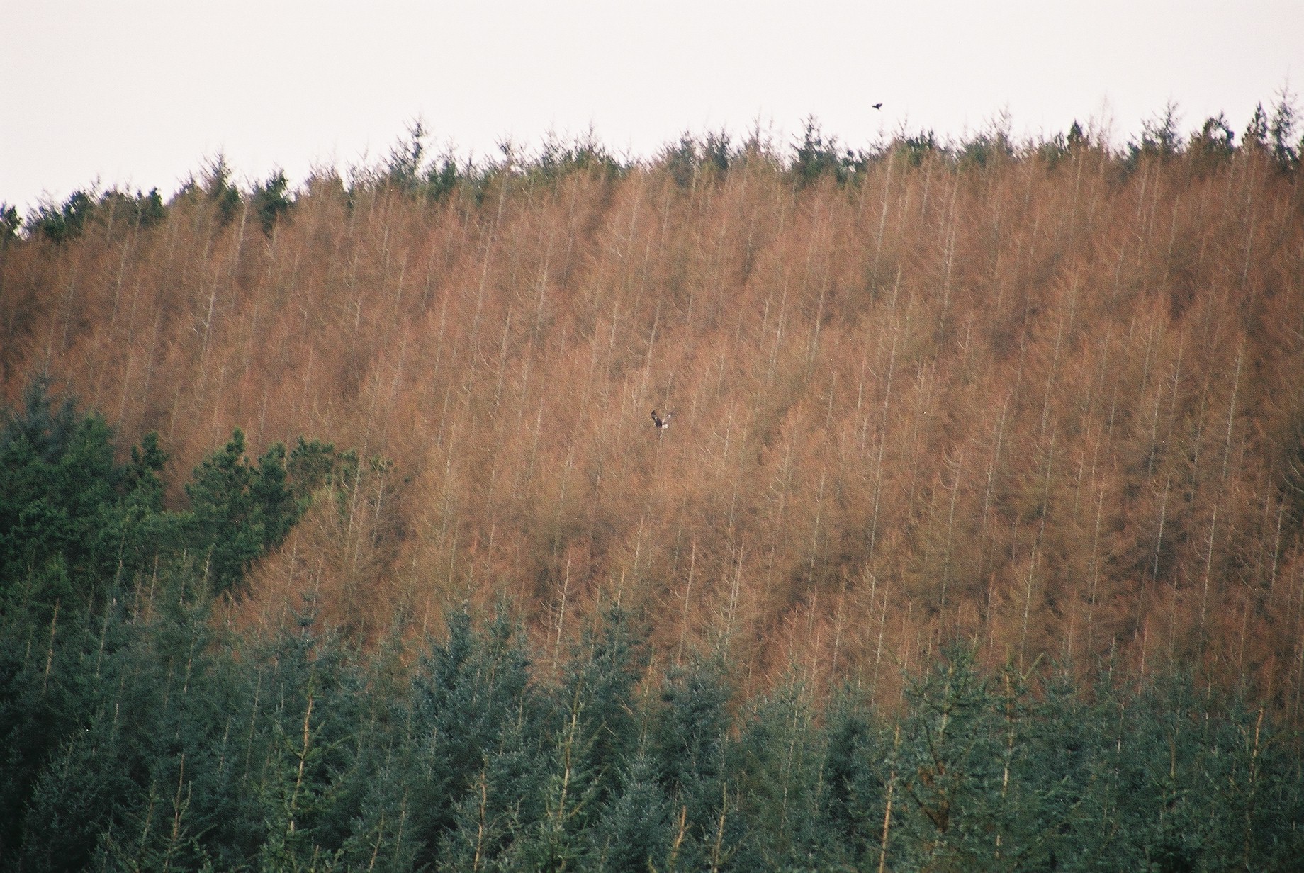 photos/wildlife/Bird_Species/032-Hawks-Eagles-Harriers-Falcons/0810-Golden_Eagle/20040327-Mull-05.jpg