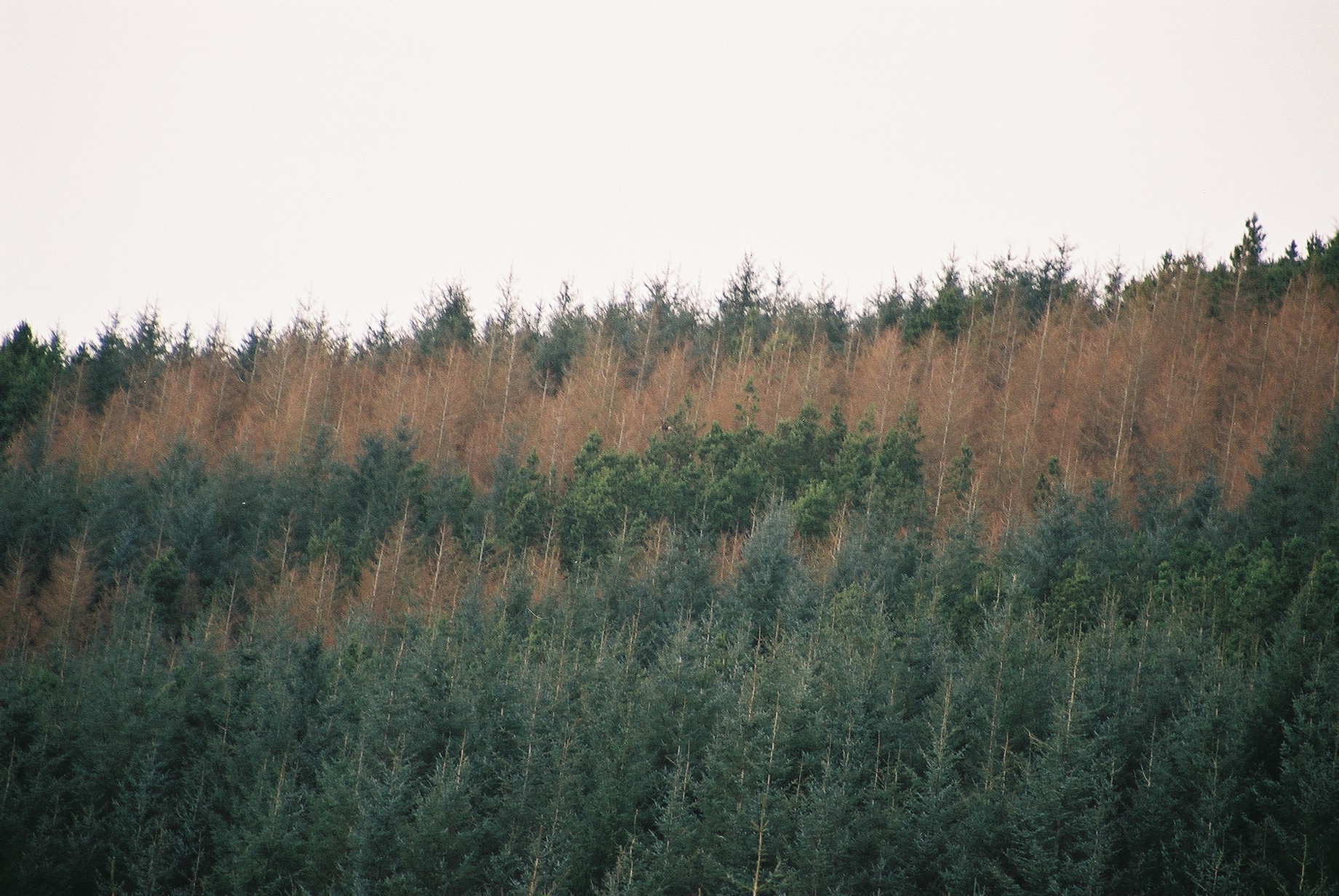 photos/wildlife/Bird_Species/032-Hawks-Eagles-Harriers-Falcons/0810-Golden_Eagle/20040327-Mull-06.jpg