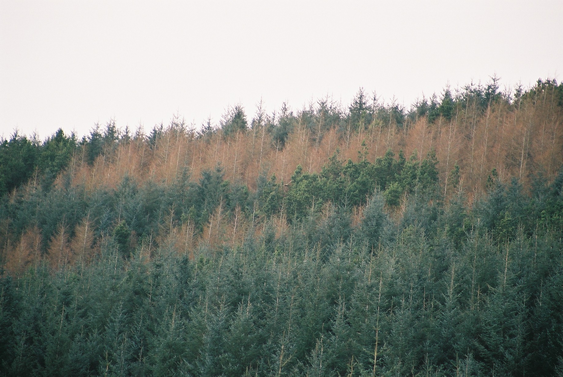 photos/wildlife/Bird_Species/032-Hawks-Eagles-Harriers-Falcons/0810-Golden_Eagle/20040327-Mull-07.jpg