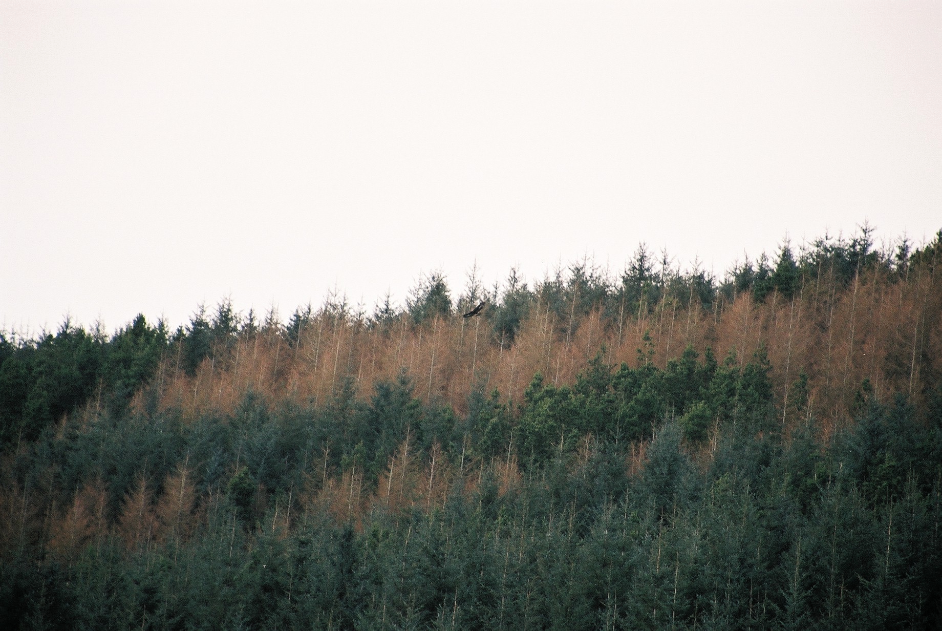 photos/wildlife/Bird_Species/032-Hawks-Eagles-Harriers-Falcons/0810-Golden_Eagle/20040327-Mull-08.jpg