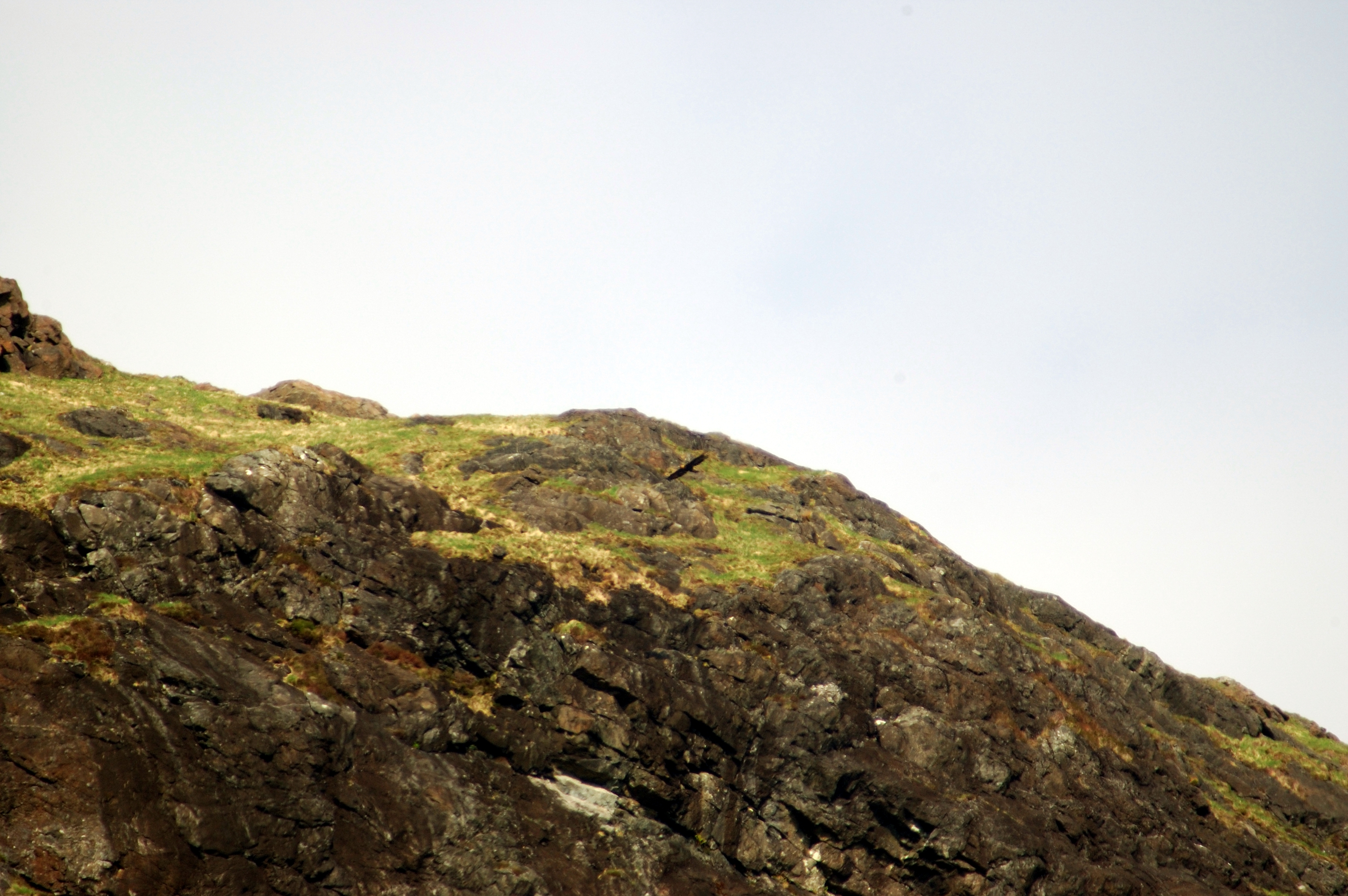 photos/wildlife/Bird_Species/032-Hawks-Eagles-Harriers-Falcons/0810-Golden_Eagle/20080514-Mull-01.jpg