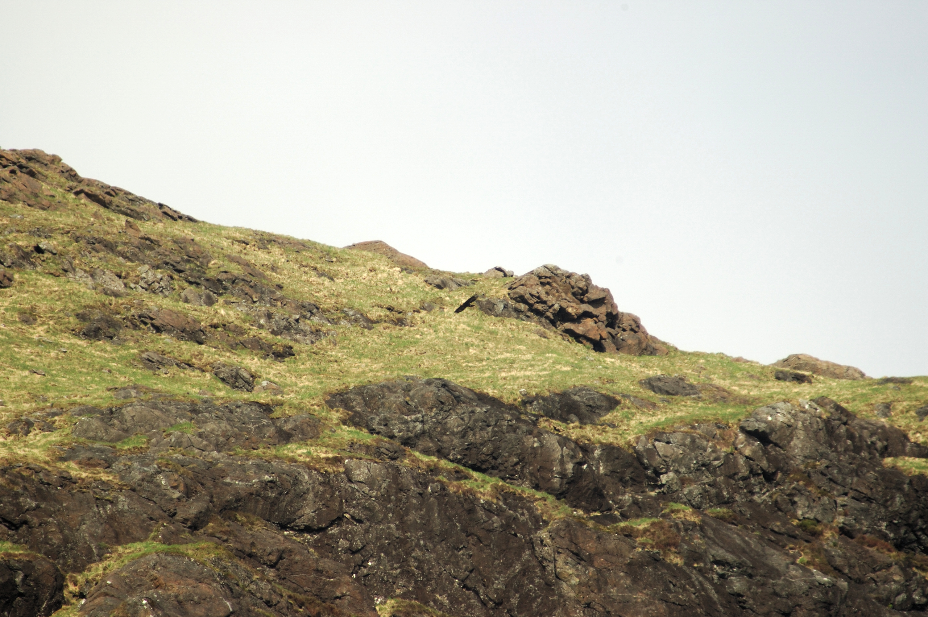 photos/wildlife/Bird_Species/032-Hawks-Eagles-Harriers-Falcons/0810-Golden_Eagle/20080514-Mull-02.jpg