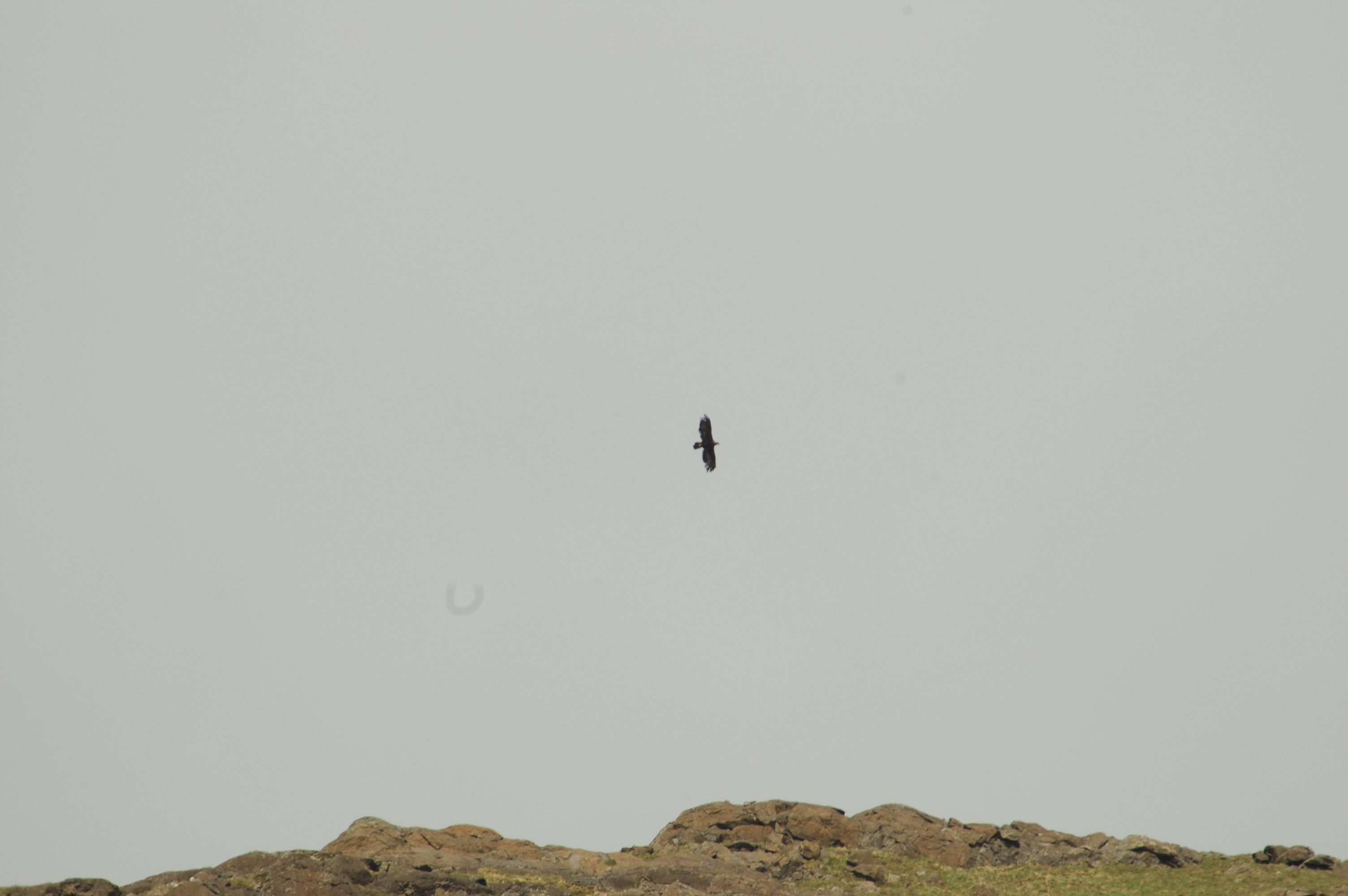 photos/wildlife/Bird_Species/032-Hawks-Eagles-Harriers-Falcons/0810-Golden_Eagle/20080514-Mull-03.jpg