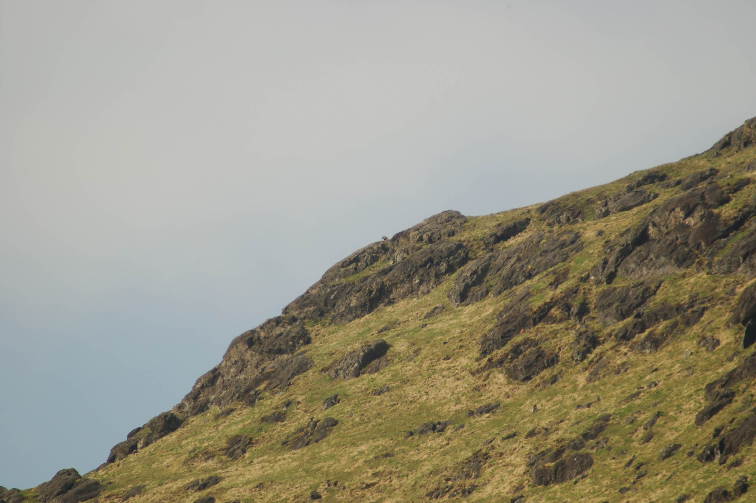 photos/wildlife/Bird_Species/032-Hawks-Eagles-Harriers-Falcons/0810-Golden_Eagle/20080514-Mull-04.jpg