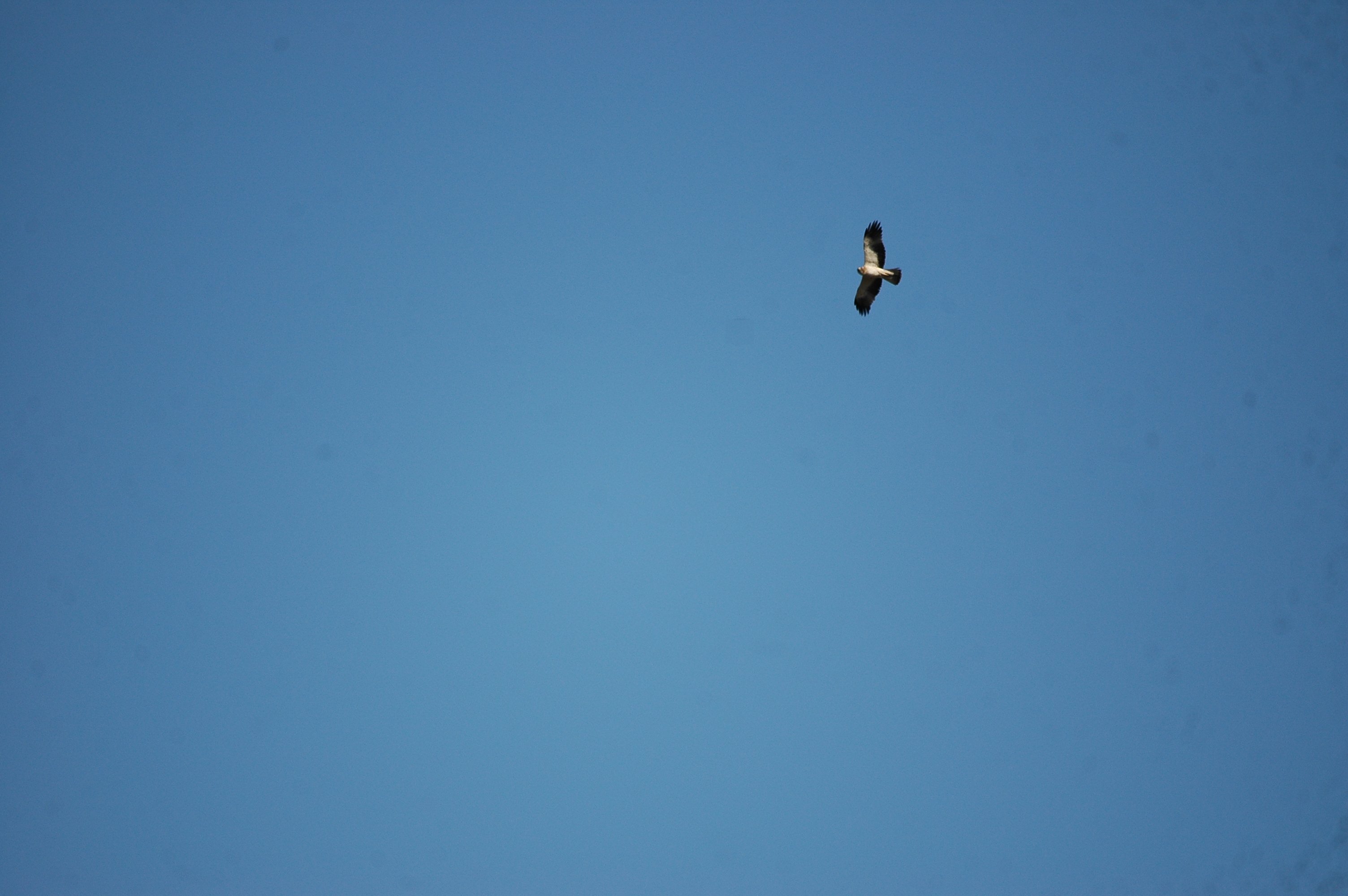 photos/wildlife/Bird_Species/032-Hawks-Eagles-Harriers-Falcons/0816-Booted_Eagle/20090921-Spain-01.jpg