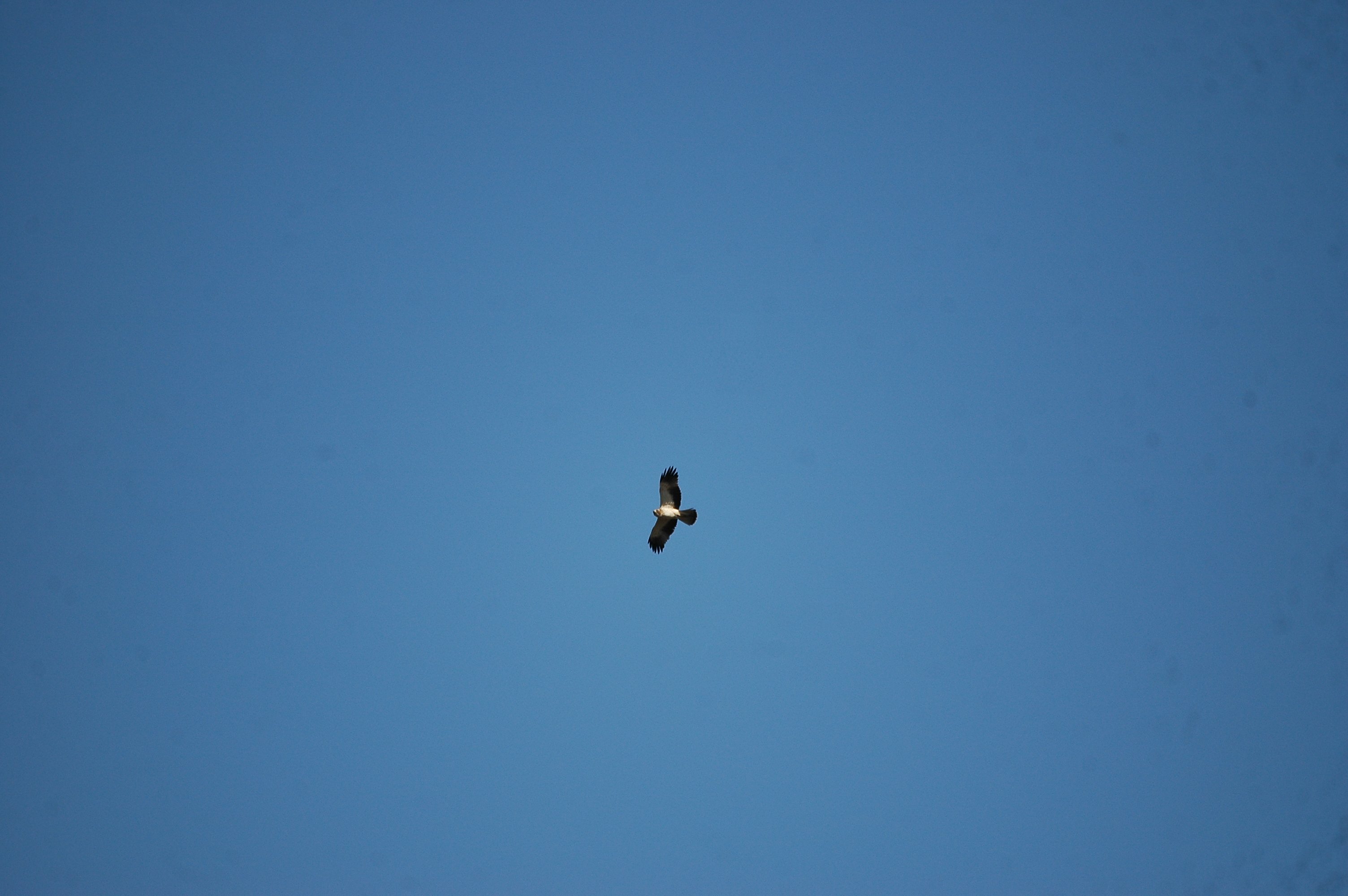 photos/wildlife/Bird_Species/032-Hawks-Eagles-Harriers-Falcons/0816-Booted_Eagle/20090921-Spain-02.jpg