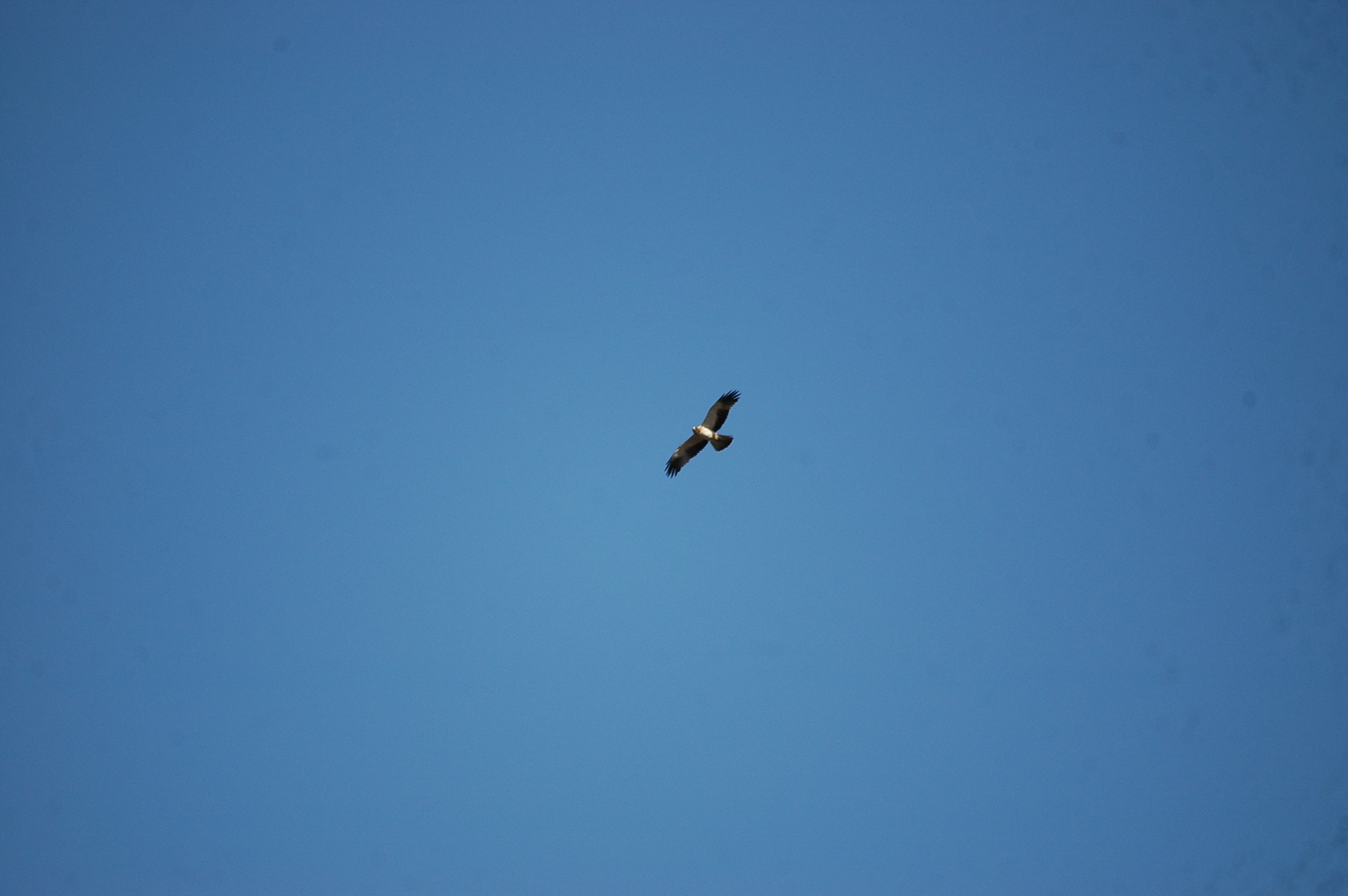 photos/wildlife/Bird_Species/032-Hawks-Eagles-Harriers-Falcons/0816-Booted_Eagle/20090921-Spain-03.jpg