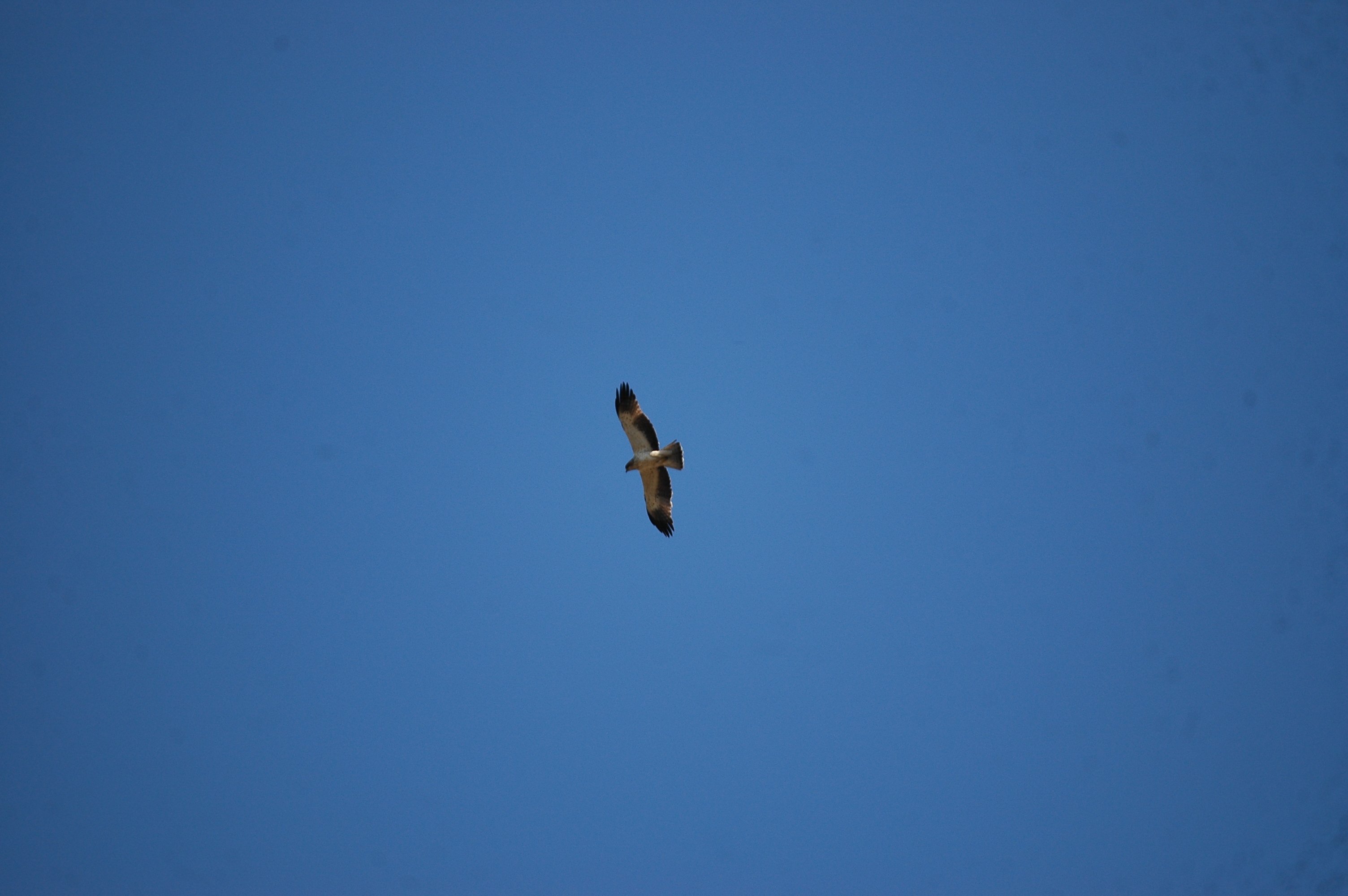 photos/wildlife/Bird_Species/032-Hawks-Eagles-Harriers-Falcons/0816-Booted_Eagle/20090921-Spain-04.jpg