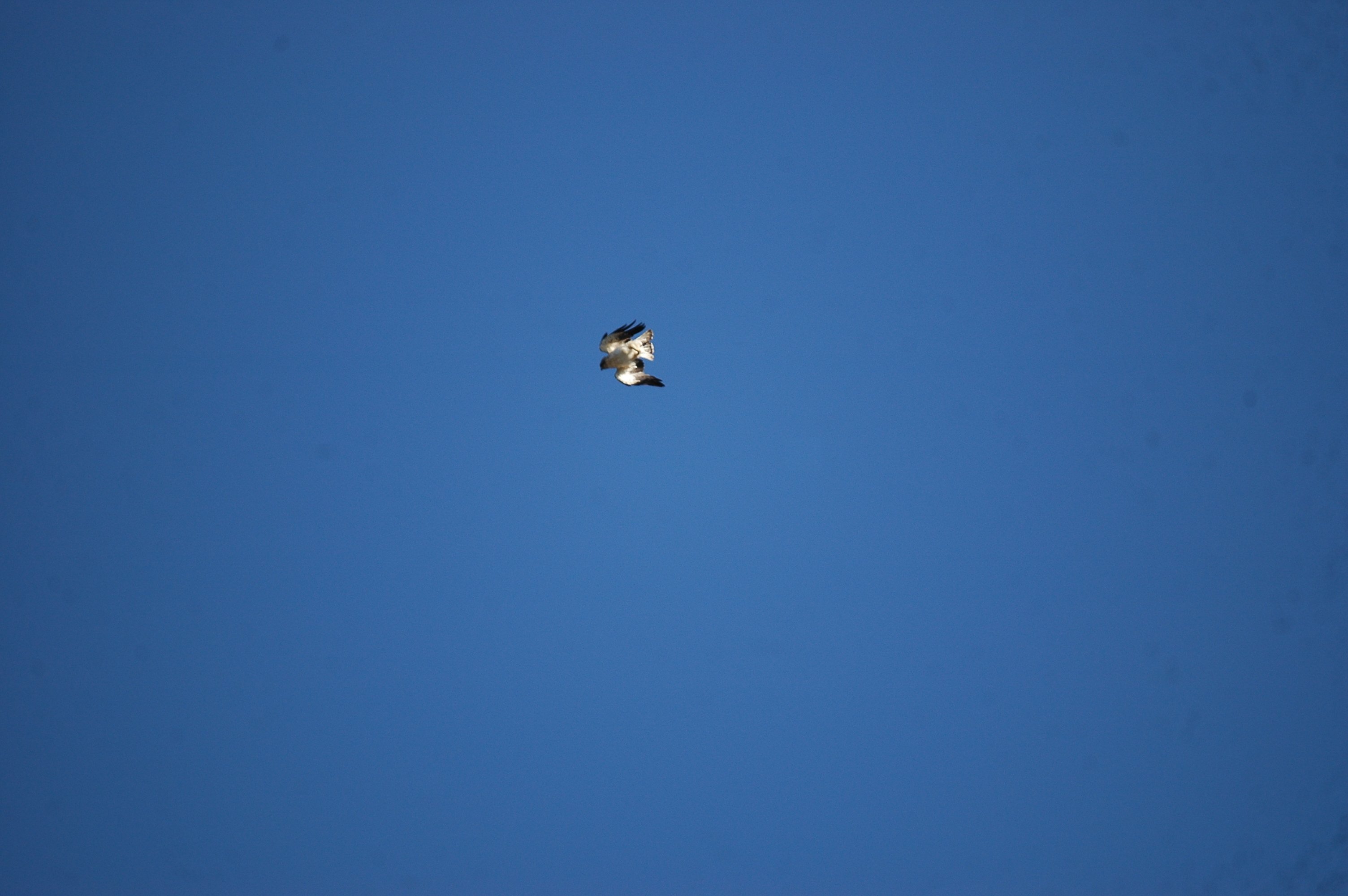 photos/wildlife/Bird_Species/032-Hawks-Eagles-Harriers-Falcons/0816-Booted_Eagle/20090921-Spain-05.jpg