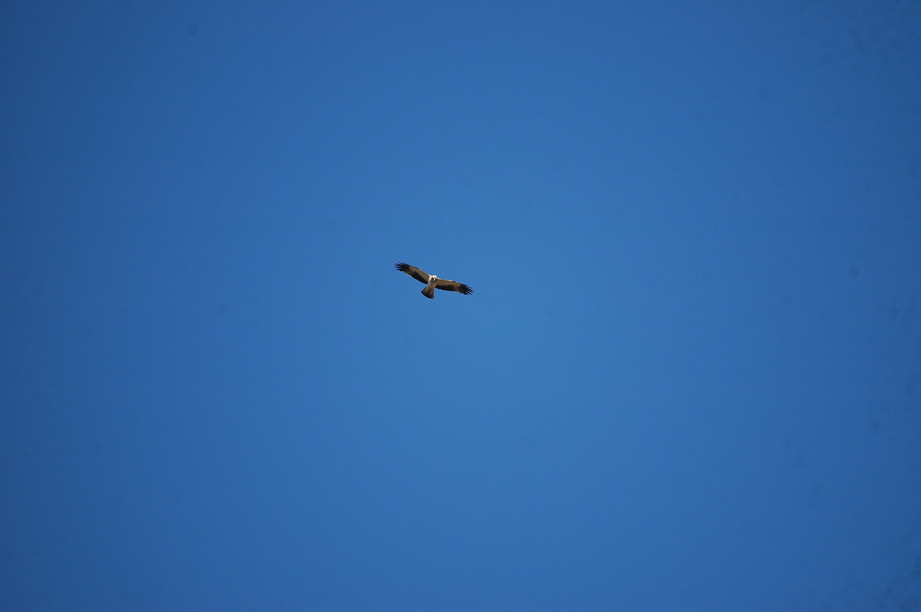 photos/wildlife/Bird_Species/032-Hawks-Eagles-Harriers-Falcons/0816-Booted_Eagle/20090921-Spain-06.jpg