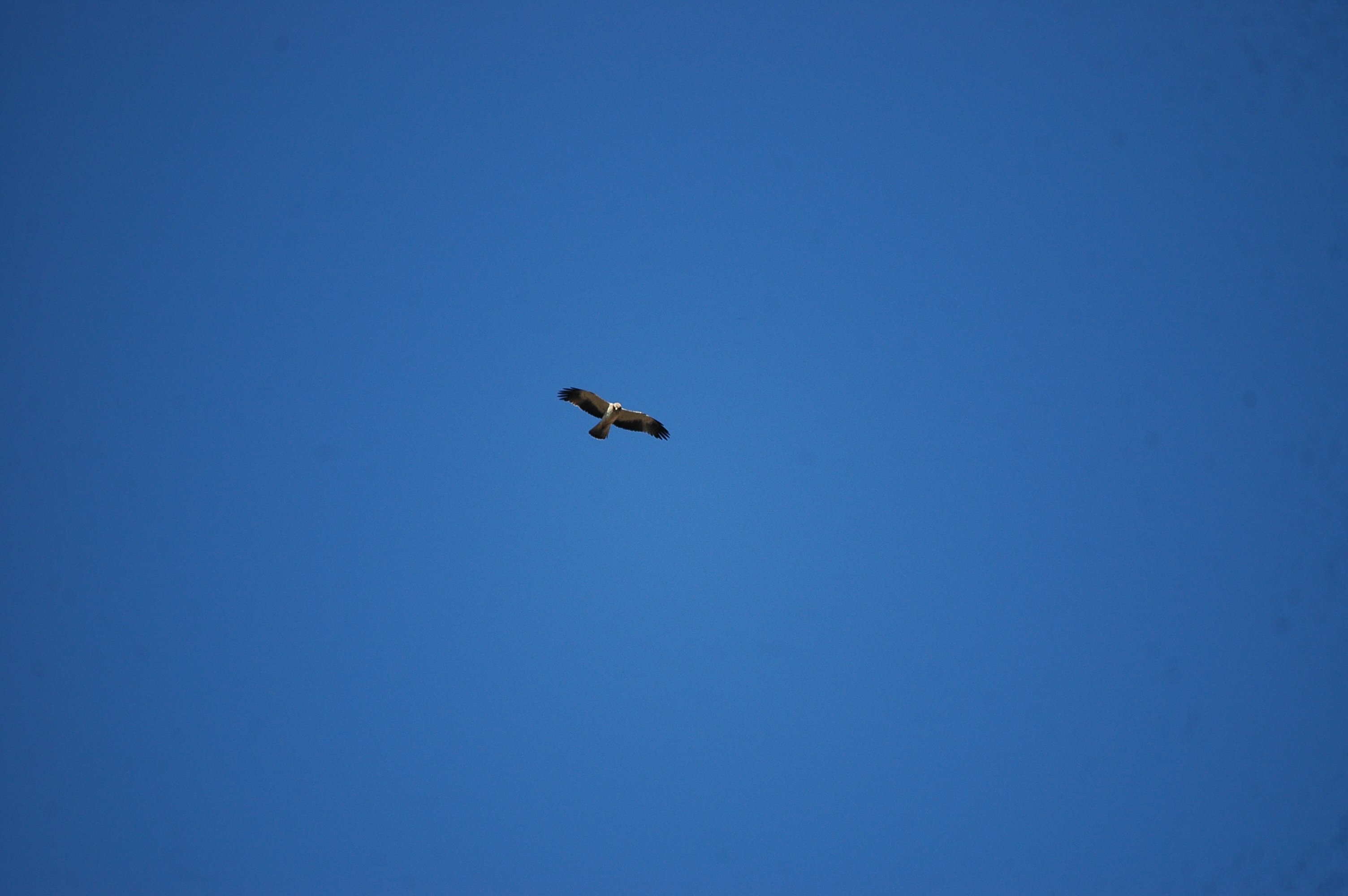 photos/wildlife/Bird_Species/032-Hawks-Eagles-Harriers-Falcons/0816-Booted_Eagle/20090921-Spain-07.jpg
