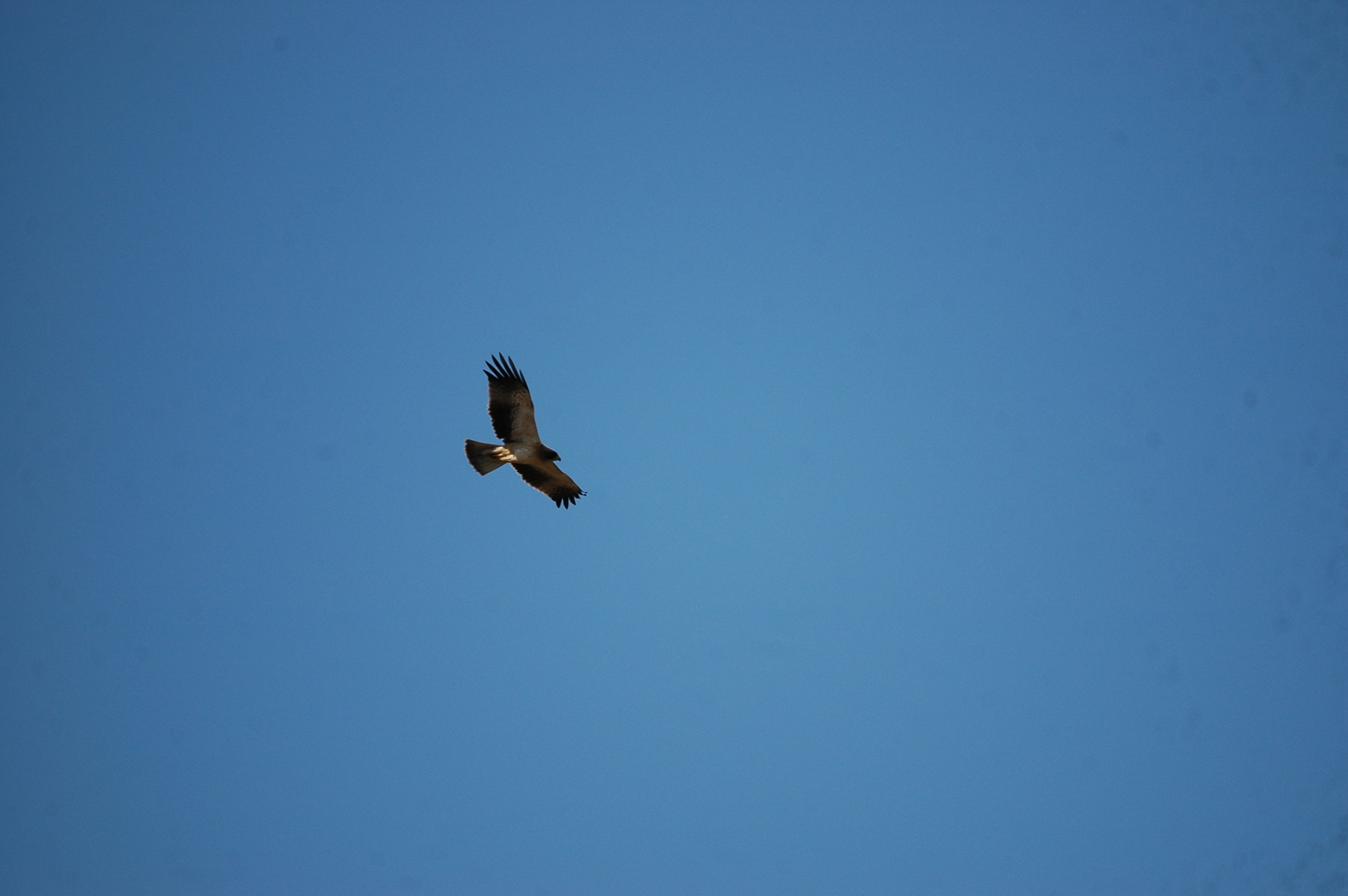 photos/wildlife/Bird_Species/032-Hawks-Eagles-Harriers-Falcons/0816-Booted_Eagle/20090921-Spain-08.jpg