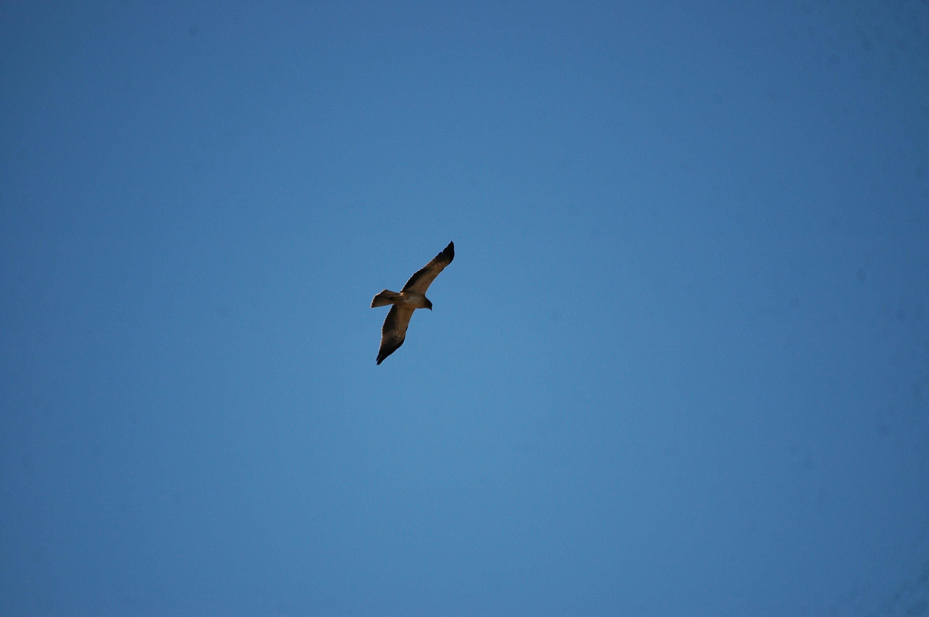 photos/wildlife/Bird_Species/032-Hawks-Eagles-Harriers-Falcons/0816-Booted_Eagle/20090921-Spain-09.jpg