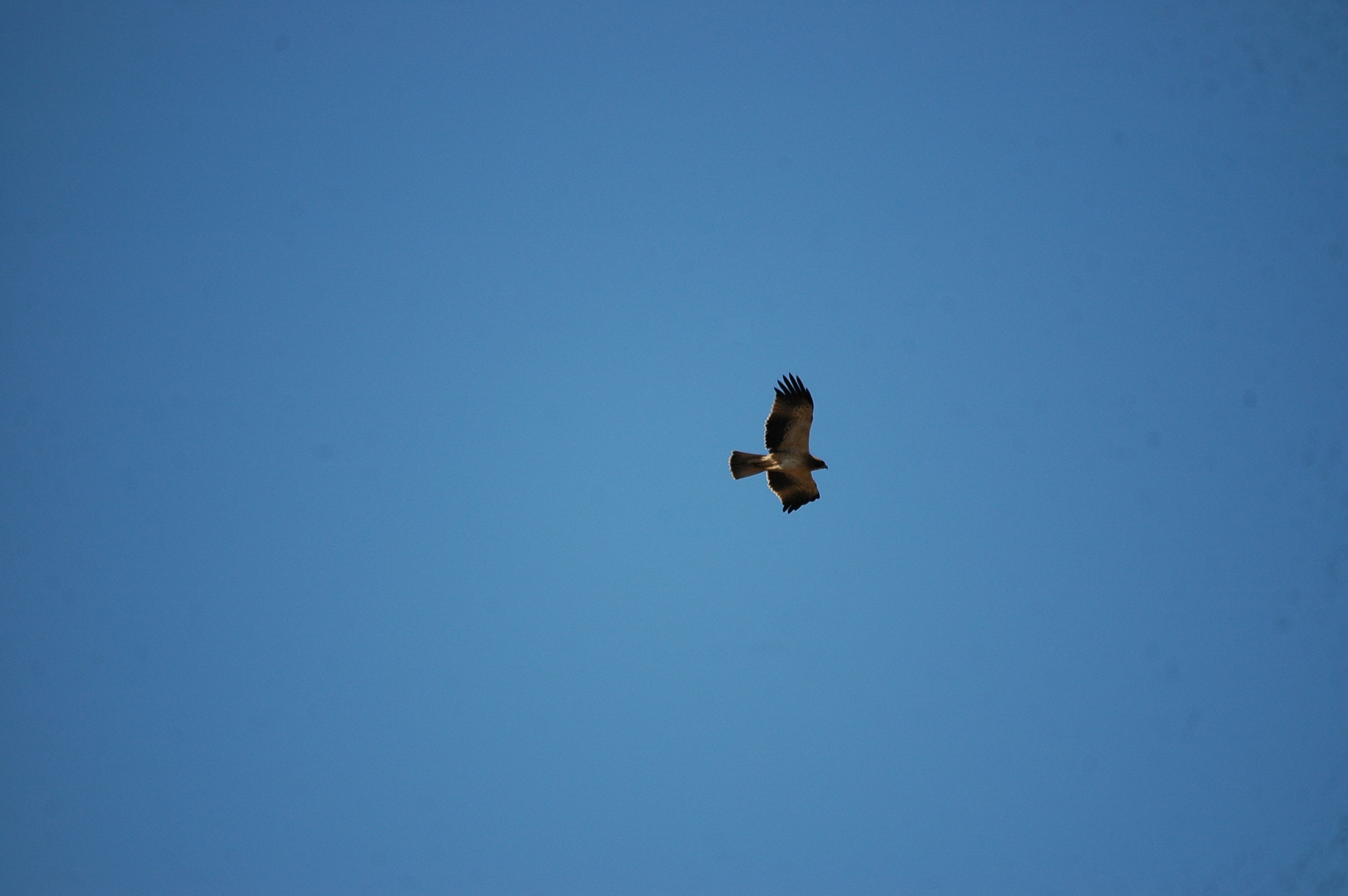 photos/wildlife/Bird_Species/032-Hawks-Eagles-Harriers-Falcons/0816-Booted_Eagle/20090921-Spain-10.jpg