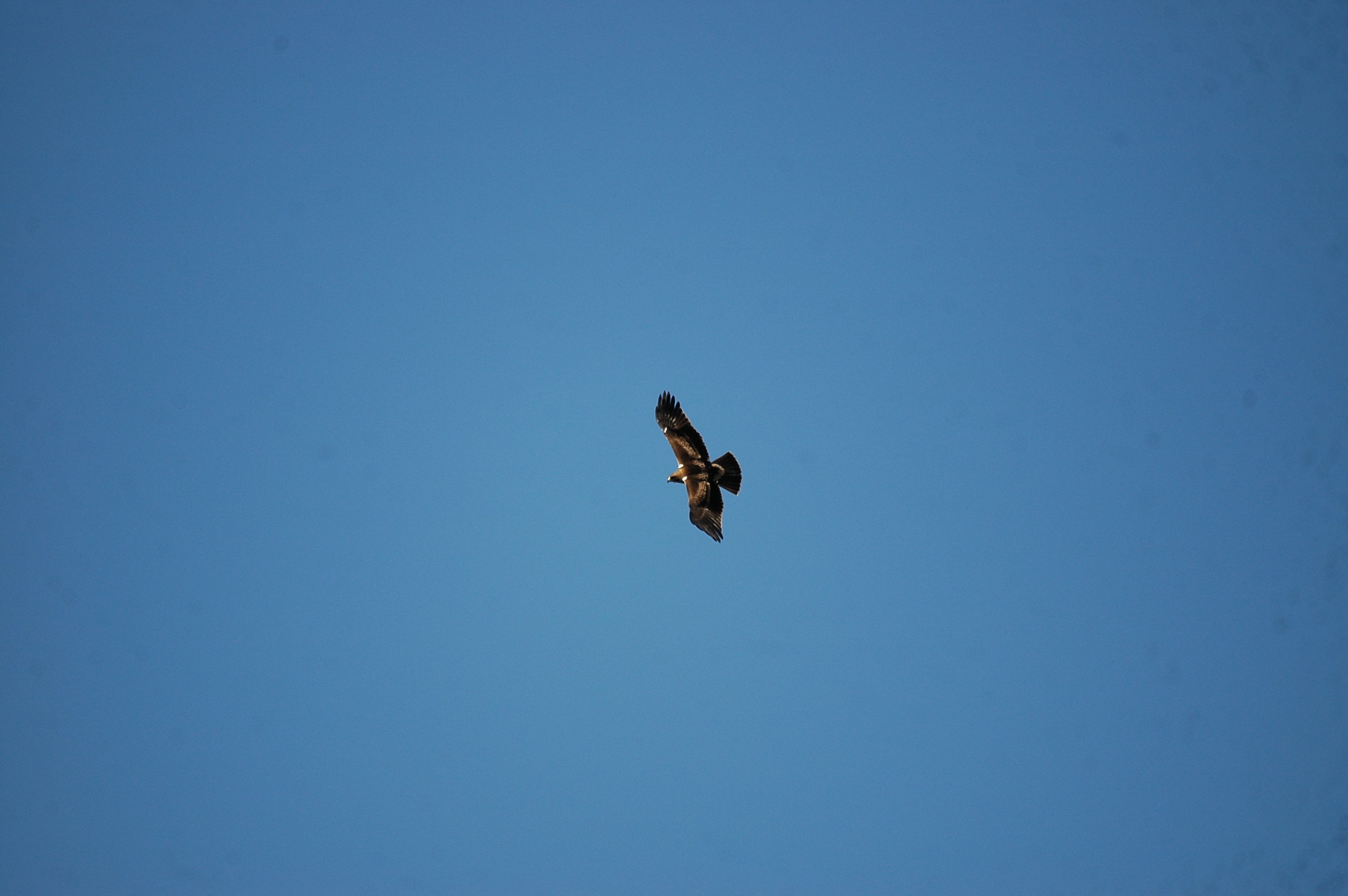 photos/wildlife/Bird_Species/032-Hawks-Eagles-Harriers-Falcons/0816-Booted_Eagle/20090921-Spain-11.jpg