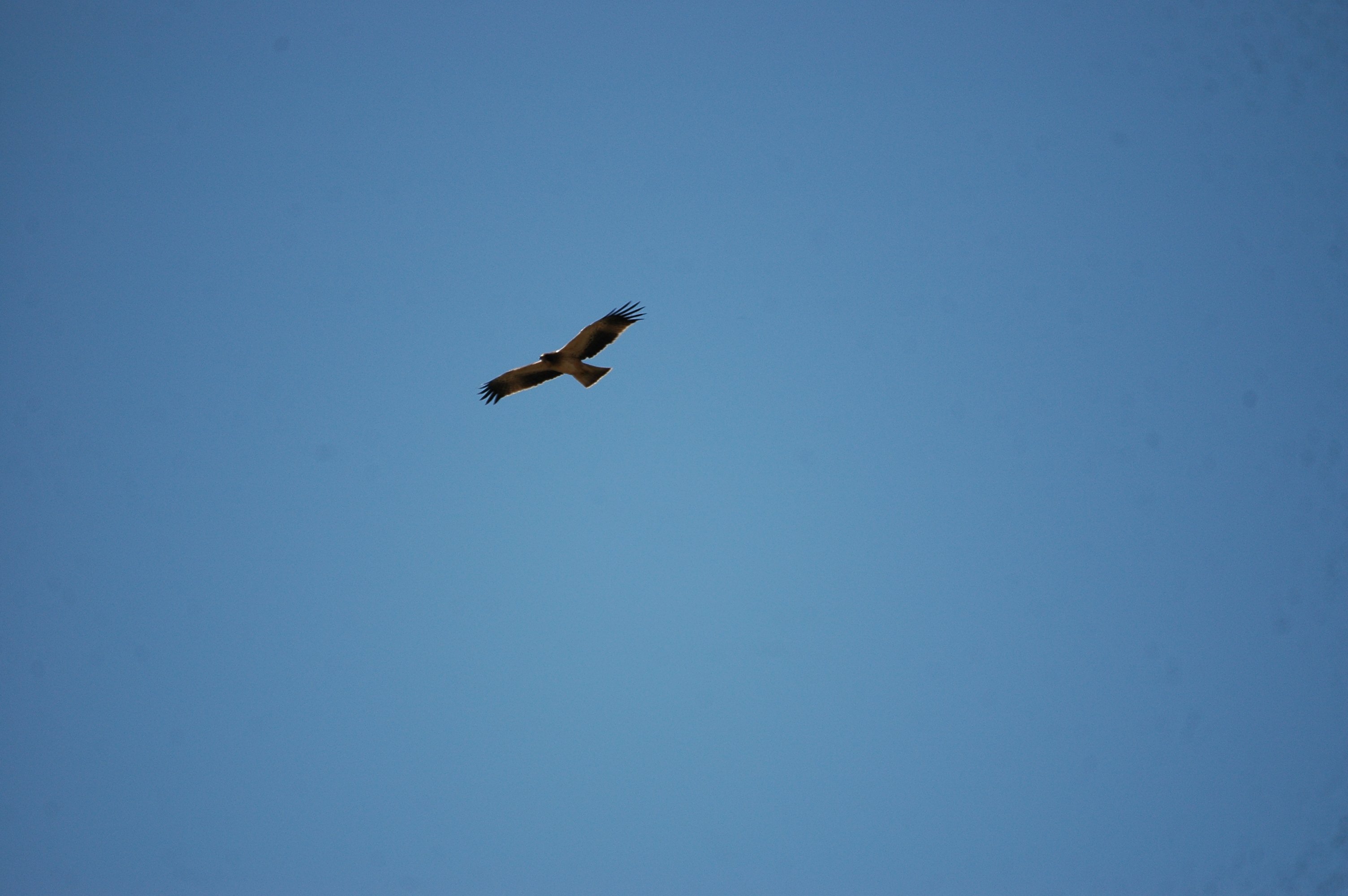 photos/wildlife/Bird_Species/032-Hawks-Eagles-Harriers-Falcons/0816-Booted_Eagle/20090921-Spain-12.jpg