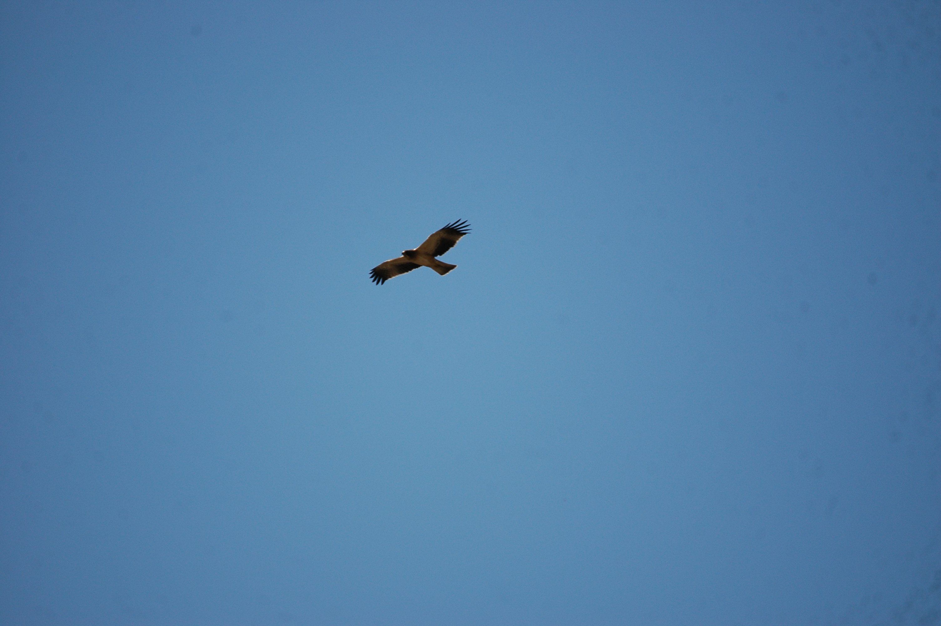 photos/wildlife/Bird_Species/032-Hawks-Eagles-Harriers-Falcons/0816-Booted_Eagle/20090921-Spain-13.jpg