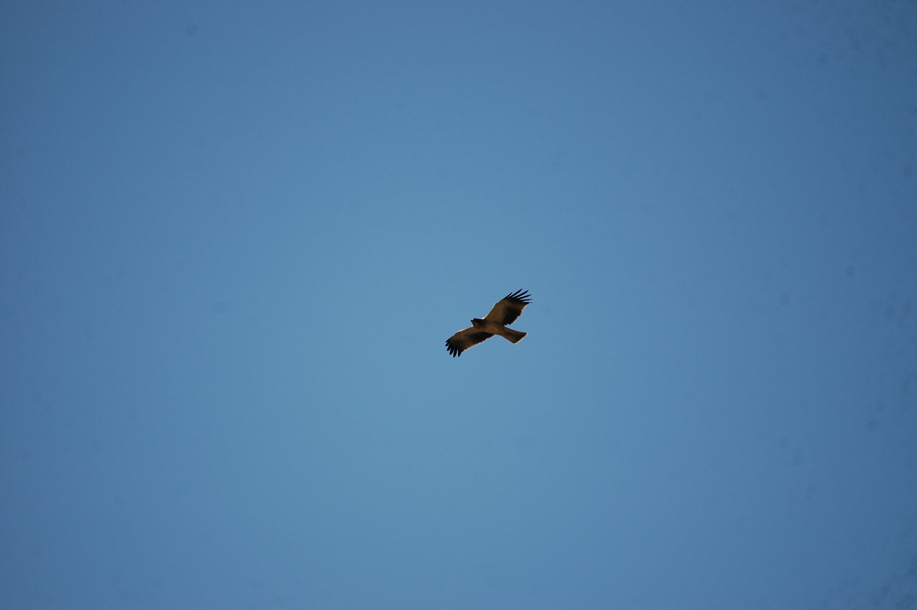 photos/wildlife/Bird_Species/032-Hawks-Eagles-Harriers-Falcons/0816-Booted_Eagle/20090921-Spain-14.jpg
