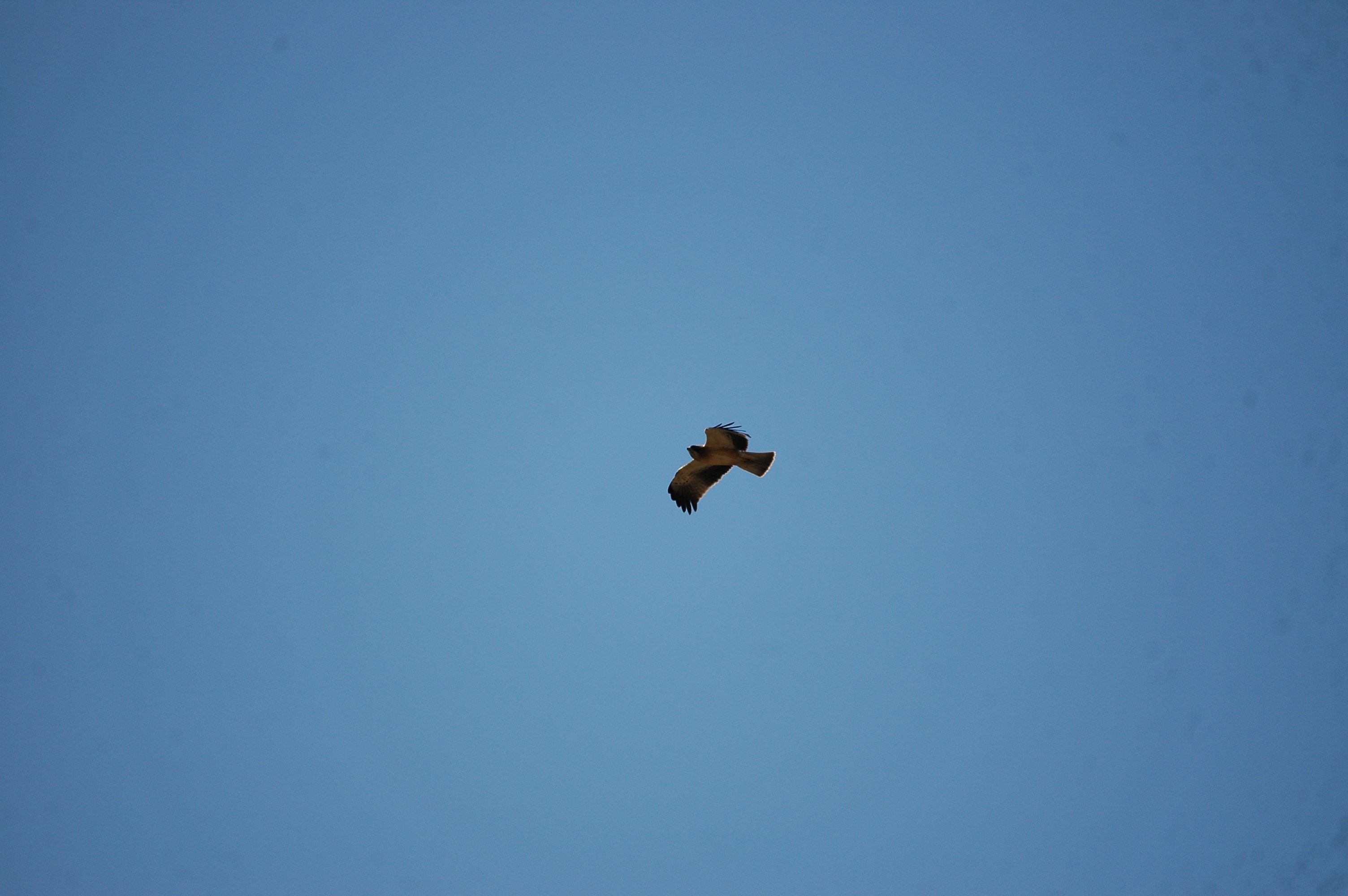 photos/wildlife/Bird_Species/032-Hawks-Eagles-Harriers-Falcons/0816-Booted_Eagle/20090921-Spain-15.jpg