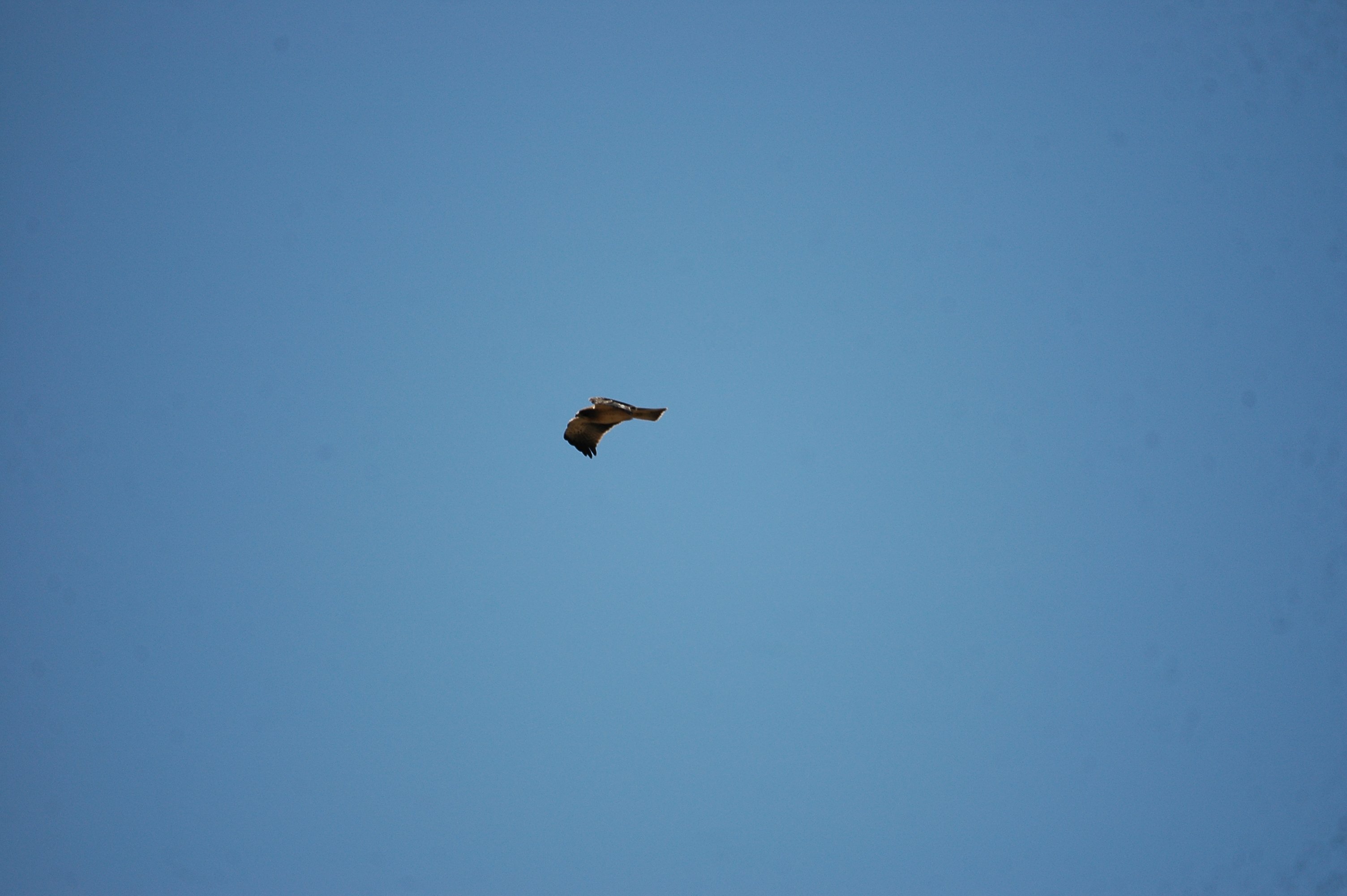photos/wildlife/Bird_Species/032-Hawks-Eagles-Harriers-Falcons/0816-Booted_Eagle/20090921-Spain-16.jpg