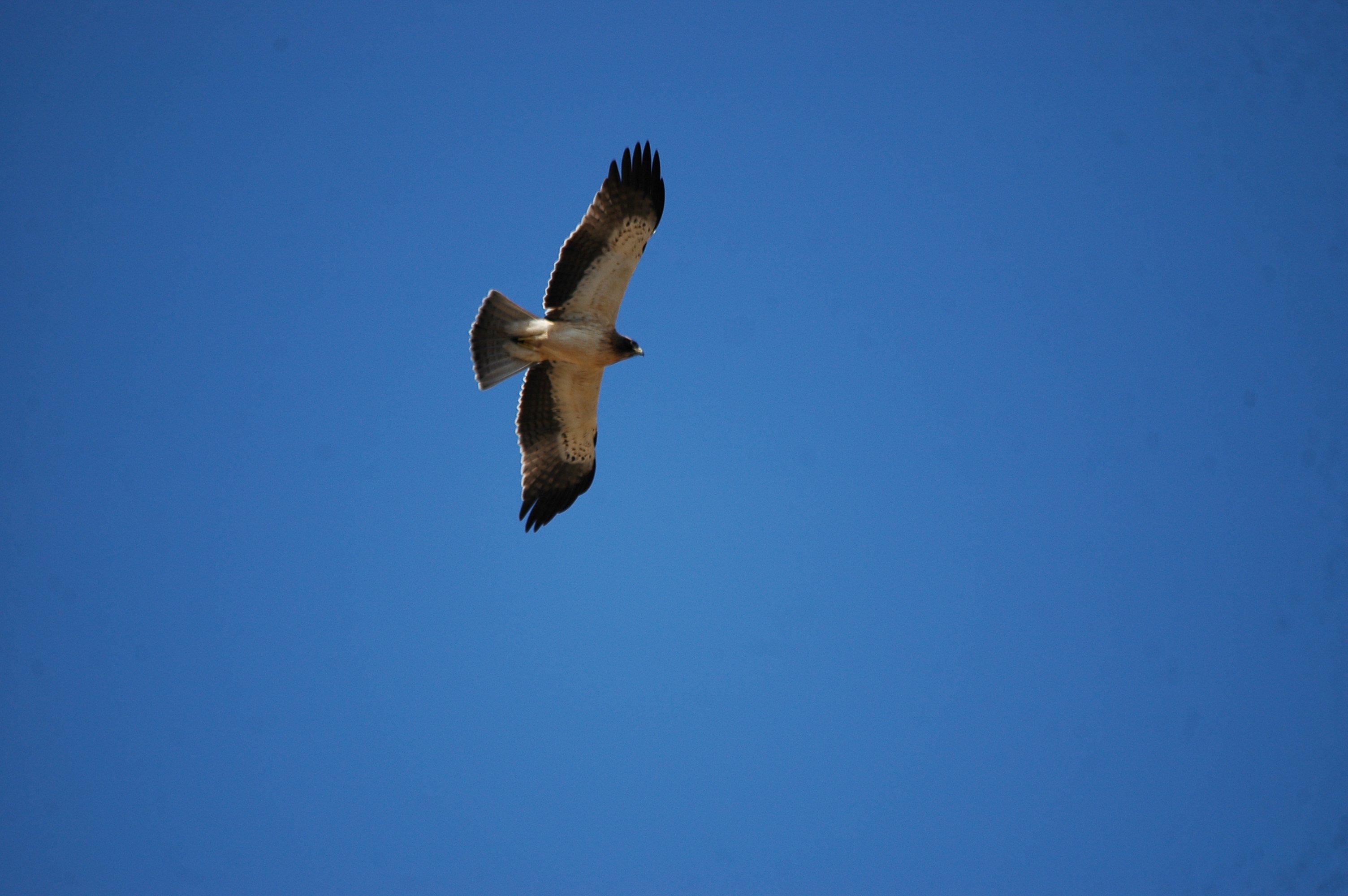 photos/wildlife/Bird_Species/032-Hawks-Eagles-Harriers-Falcons/0816-Booted_Eagle/20090921-Spain-17.jpg