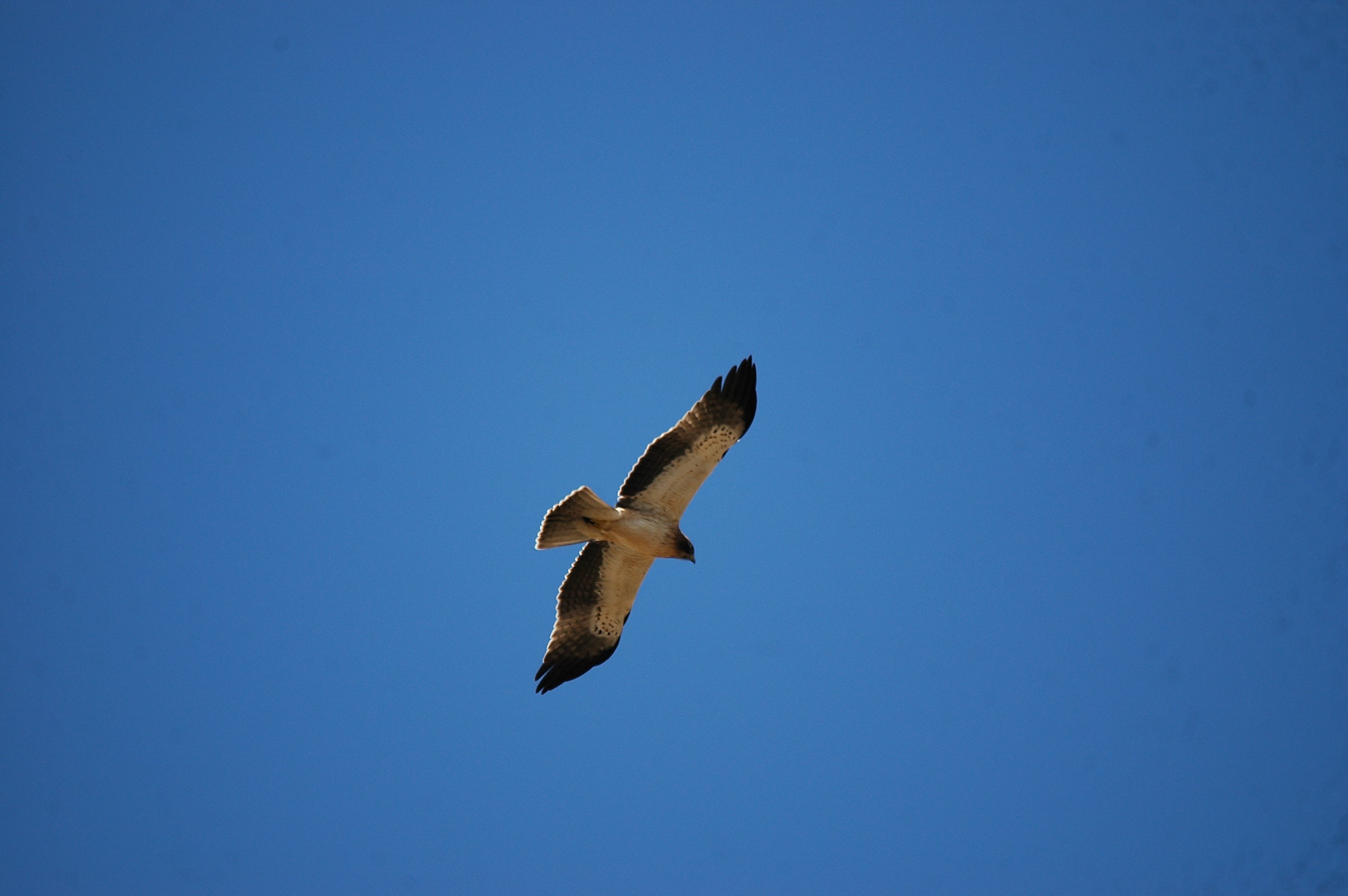 photos/wildlife/Bird_Species/032-Hawks-Eagles-Harriers-Falcons/0816-Booted_Eagle/20090921-Spain-18.jpg