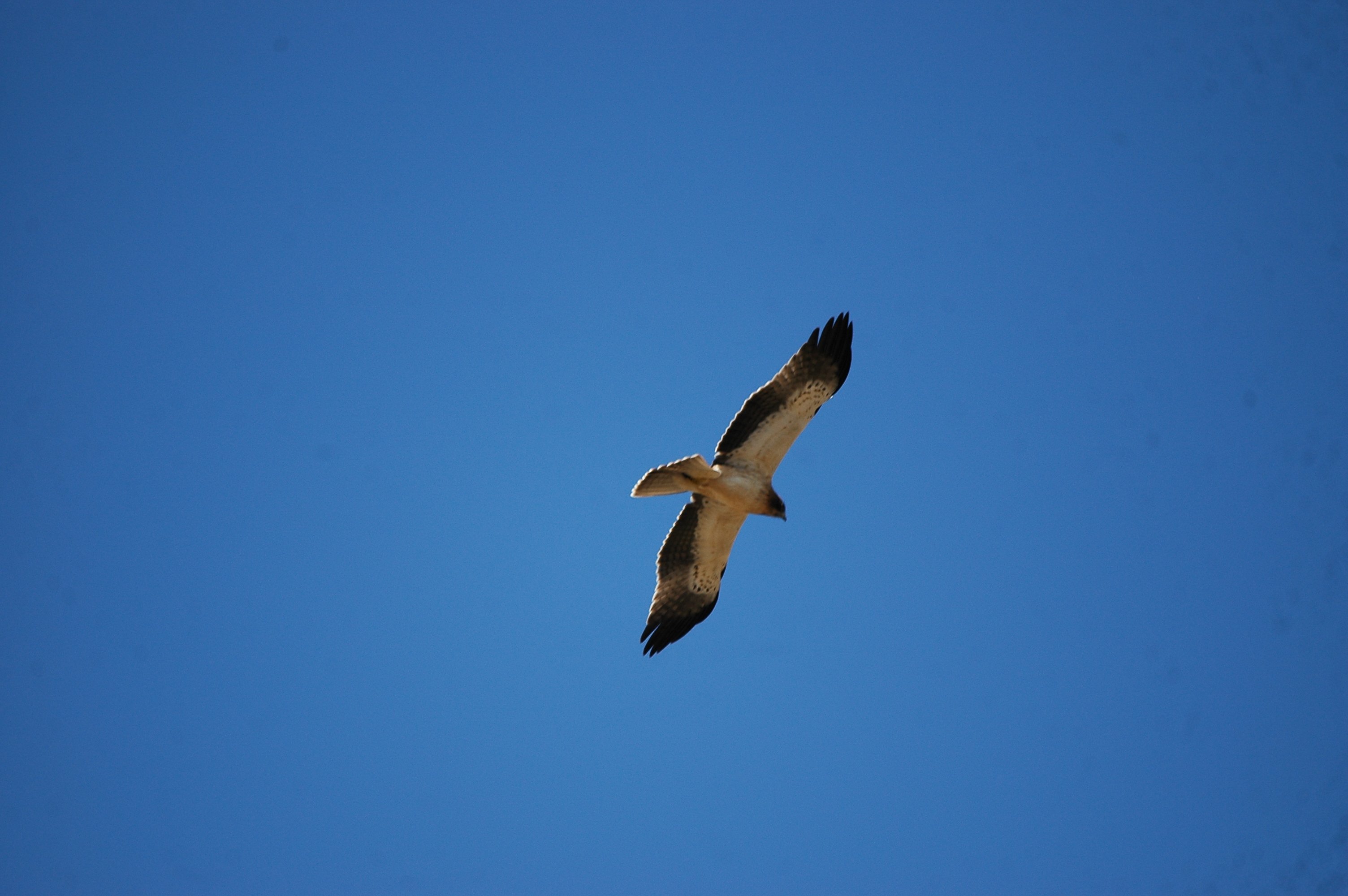 photos/wildlife/Bird_Species/032-Hawks-Eagles-Harriers-Falcons/0816-Booted_Eagle/20090921-Spain-19.jpg
