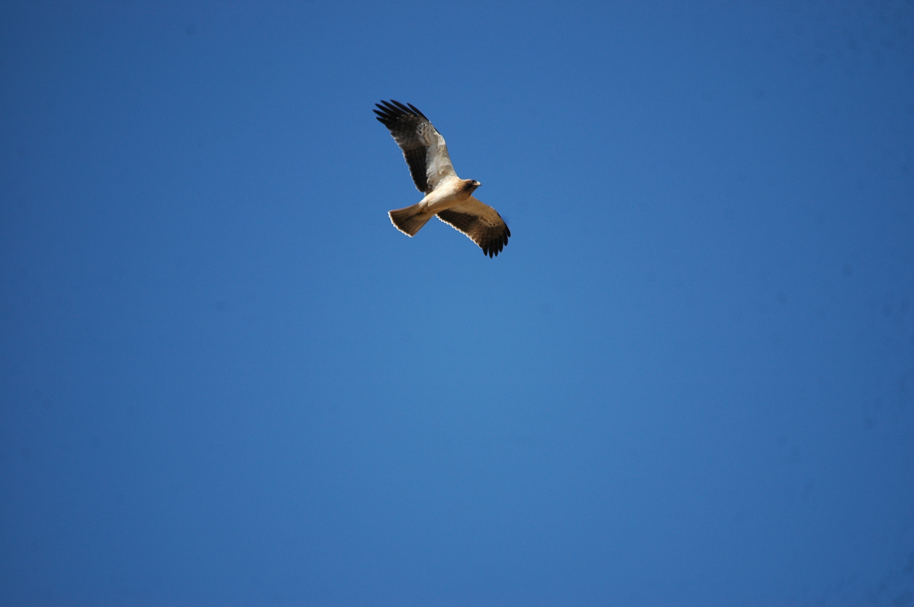 photos/wildlife/Bird_Species/032-Hawks-Eagles-Harriers-Falcons/0816-Booted_Eagle/20090921-Spain-21.jpg