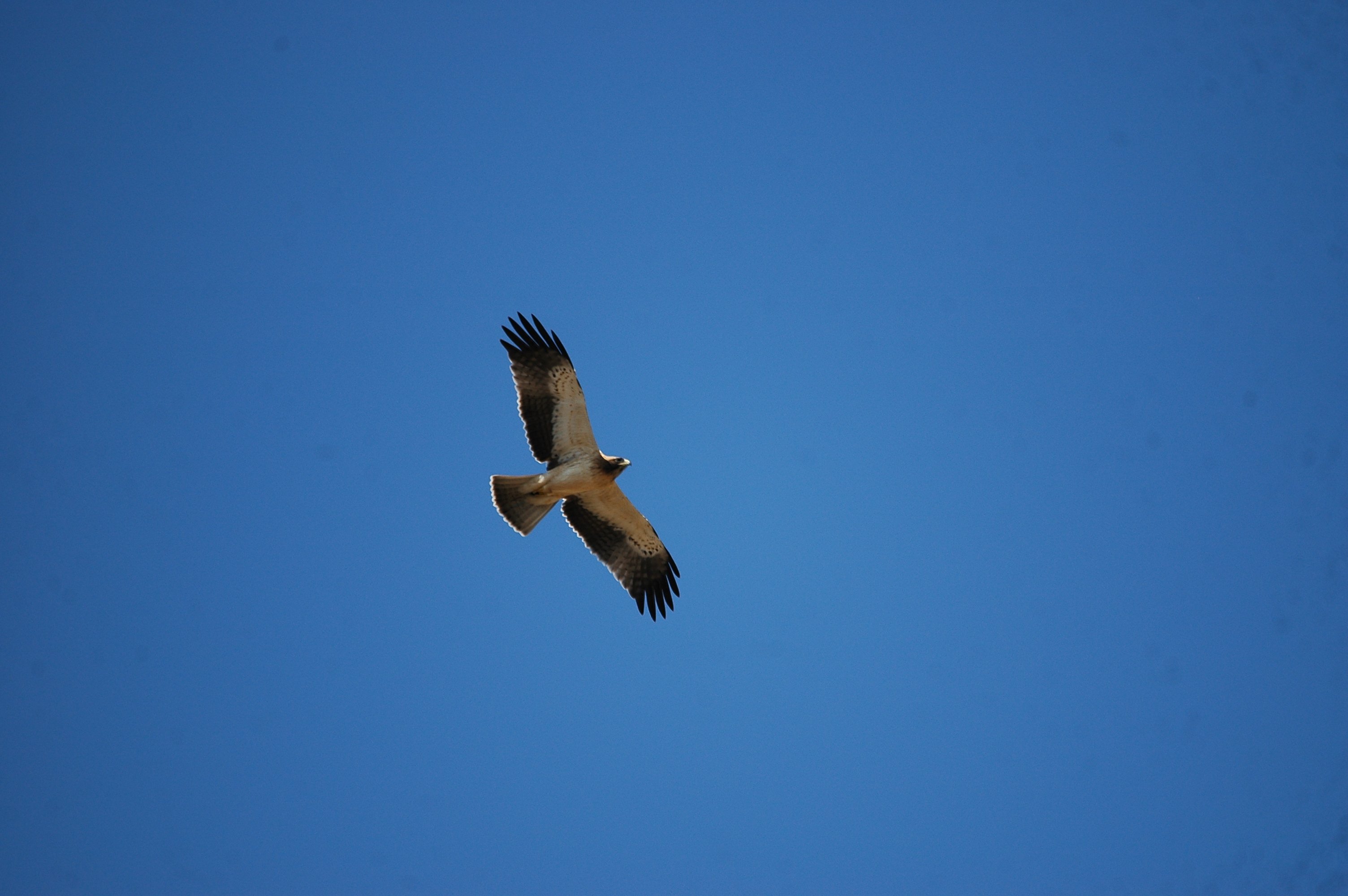 photos/wildlife/Bird_Species/032-Hawks-Eagles-Harriers-Falcons/0816-Booted_Eagle/20090921-Spain-22.jpg