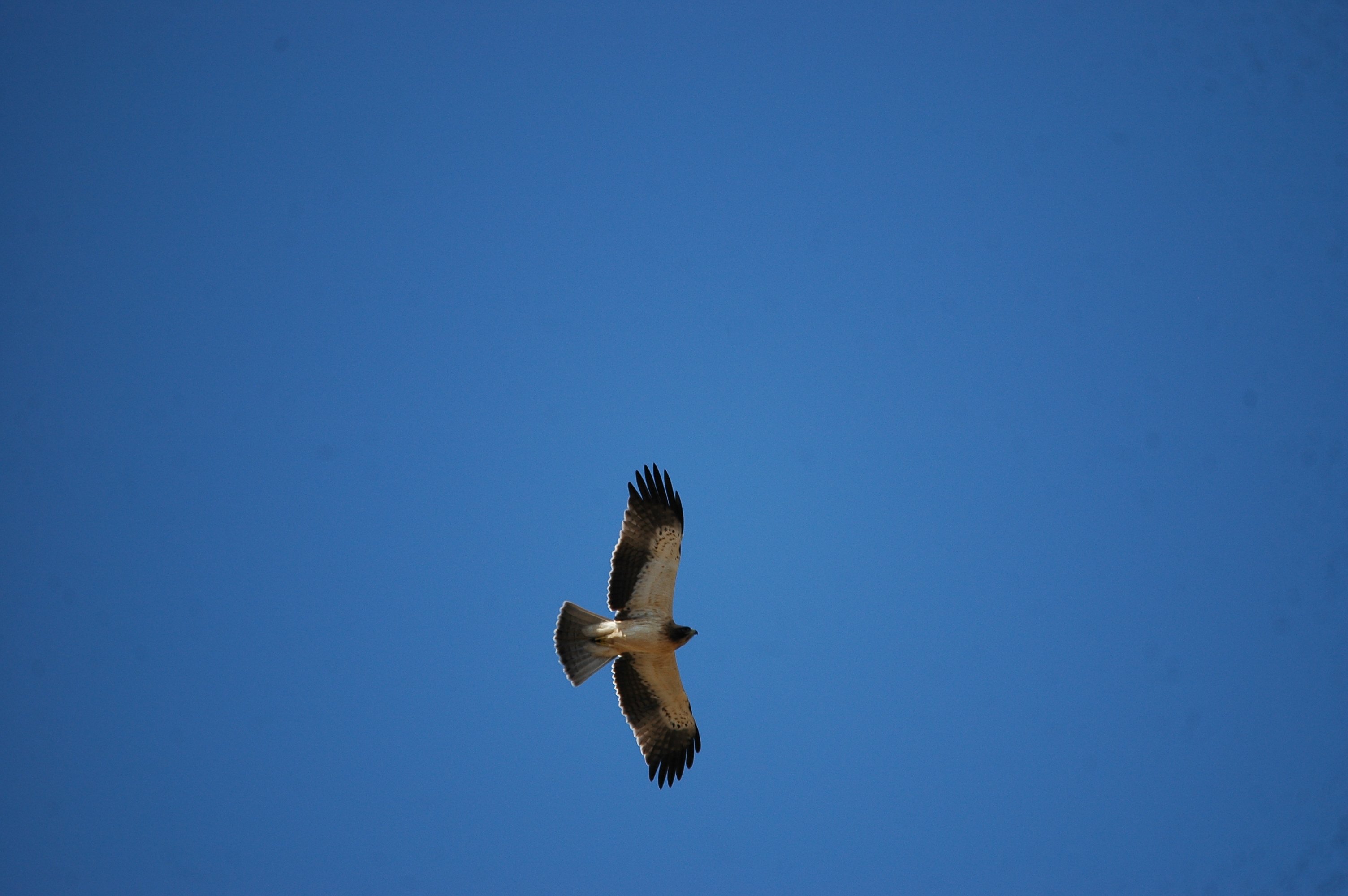 photos/wildlife/Bird_Species/032-Hawks-Eagles-Harriers-Falcons/0816-Booted_Eagle/20090921-Spain-23.jpg
