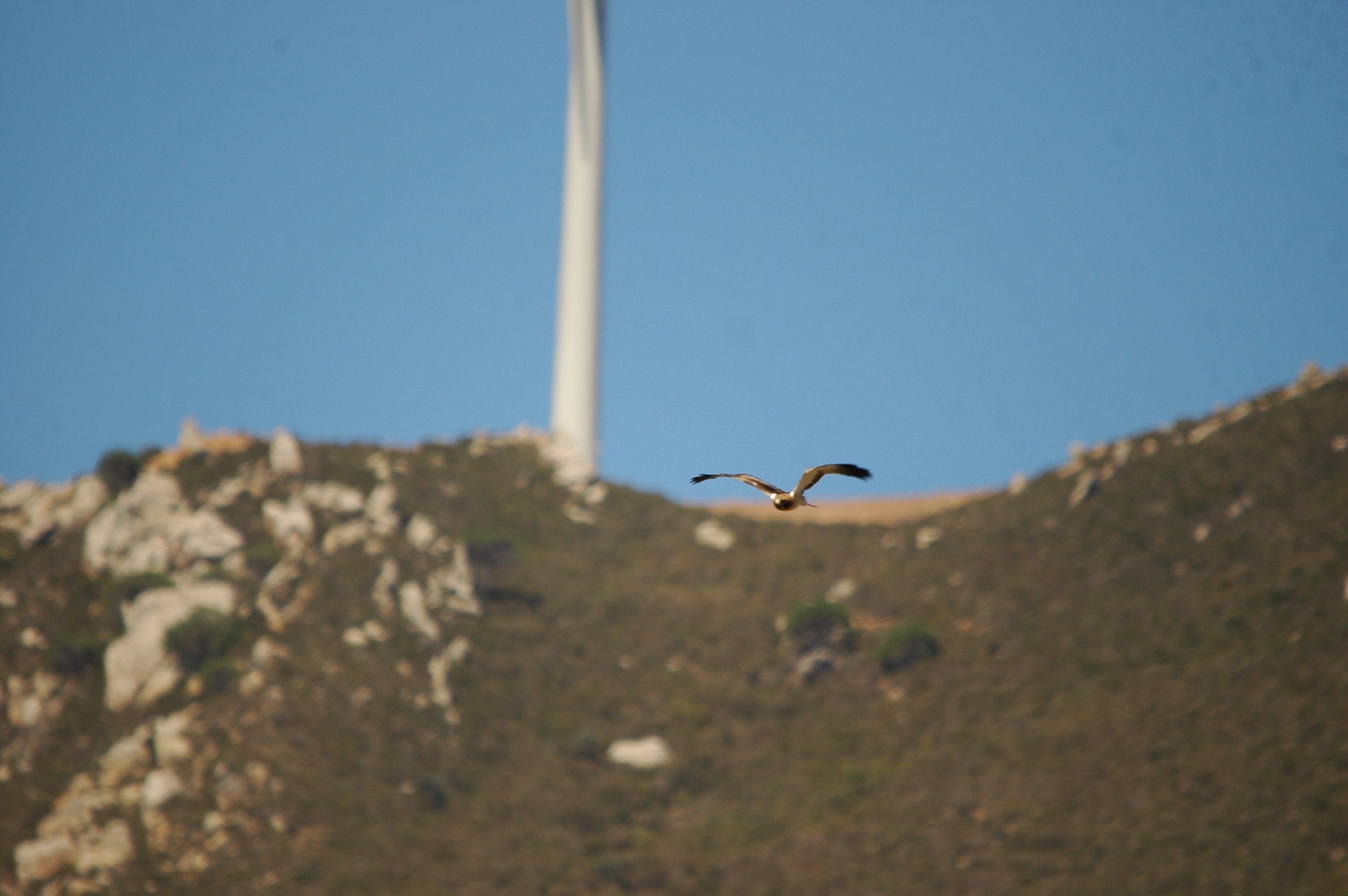 photos/wildlife/Bird_Species/032-Hawks-Eagles-Harriers-Falcons/0816-Booted_Eagle/20090921-Spain-25.jpg