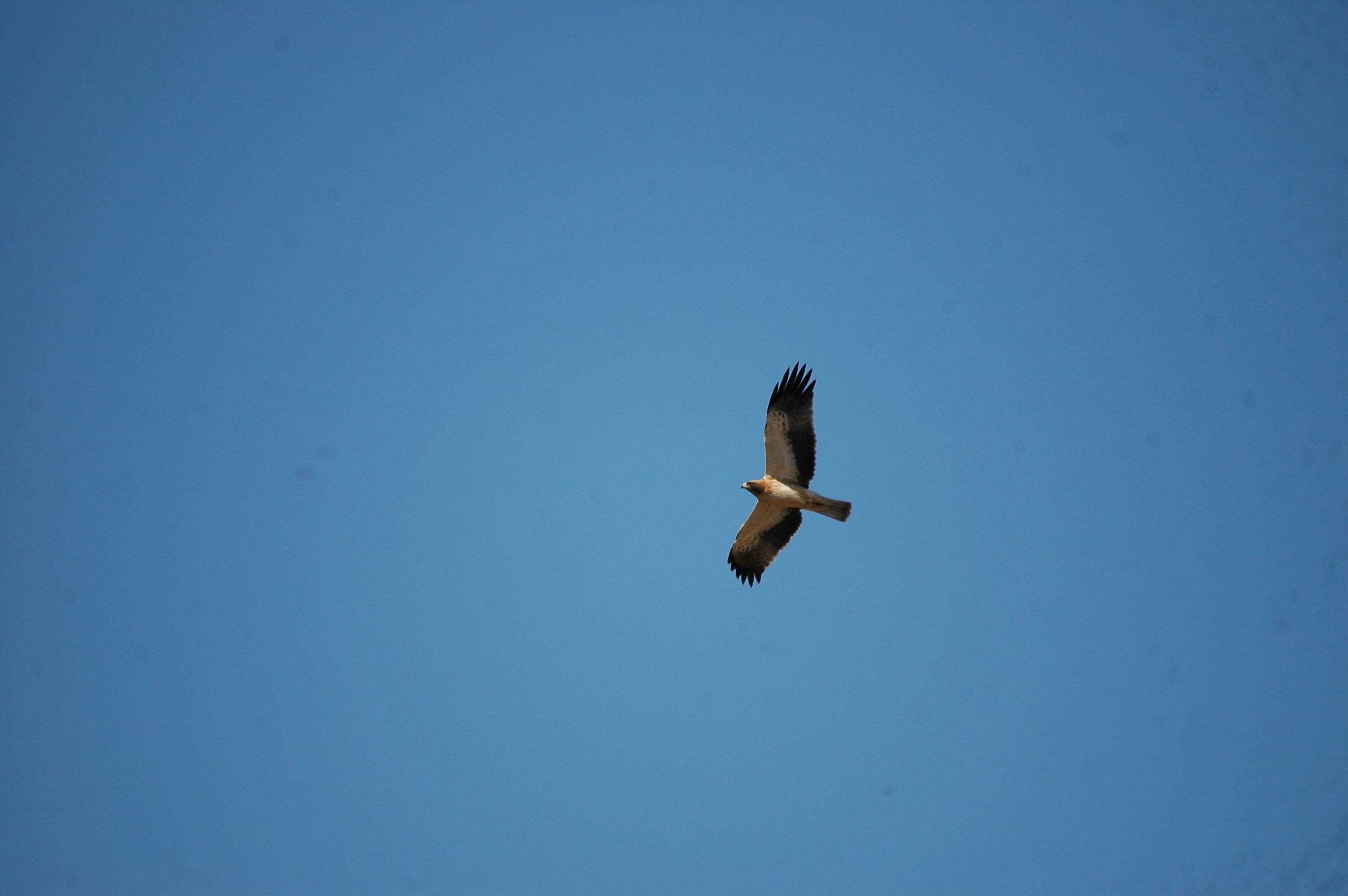 photos/wildlife/Bird_Species/032-Hawks-Eagles-Harriers-Falcons/0816-Booted_Eagle/20090921-Spain-26.jpg
