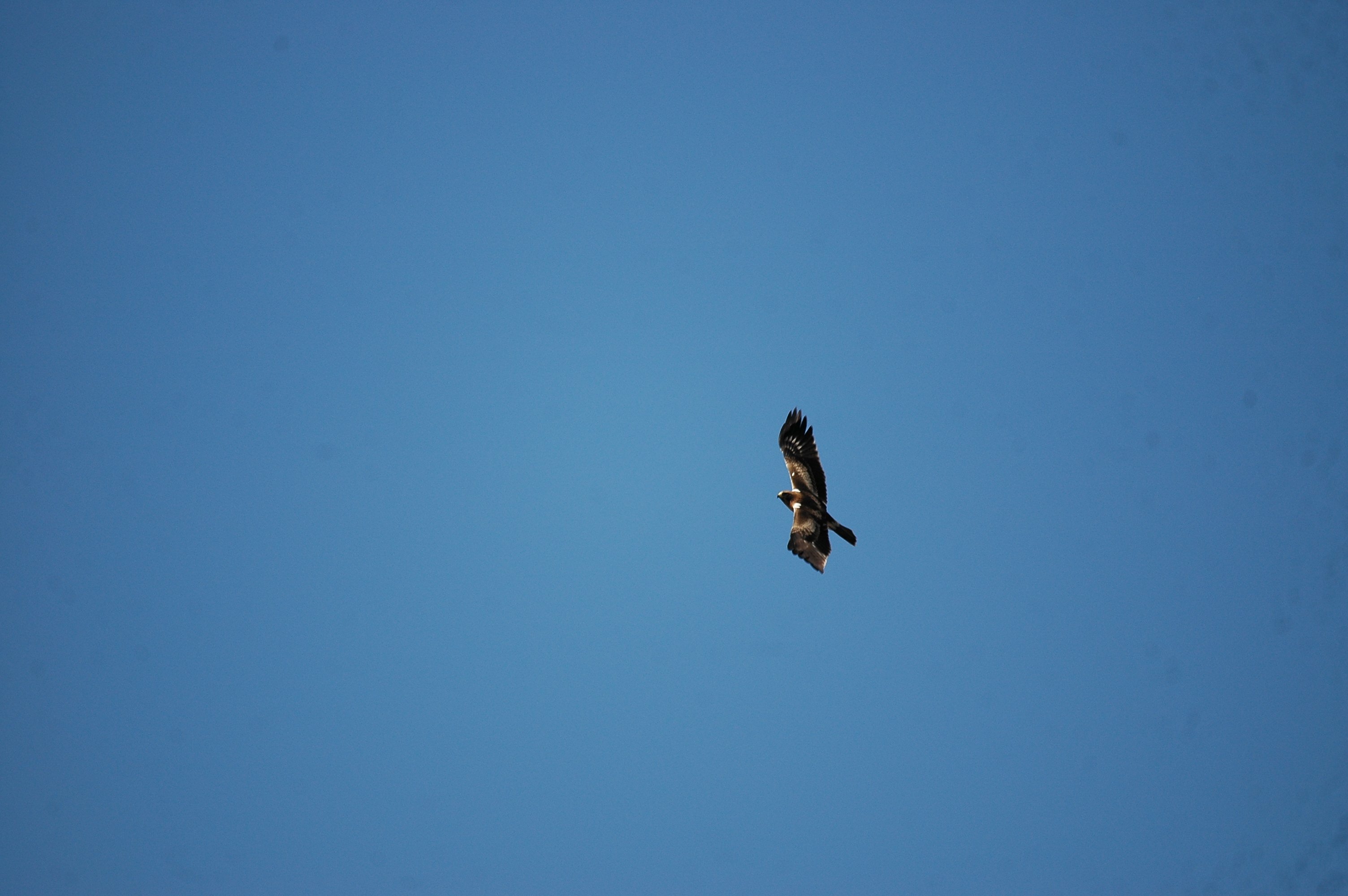 photos/wildlife/Bird_Species/032-Hawks-Eagles-Harriers-Falcons/0816-Booted_Eagle/20090921-Spain-27.jpg