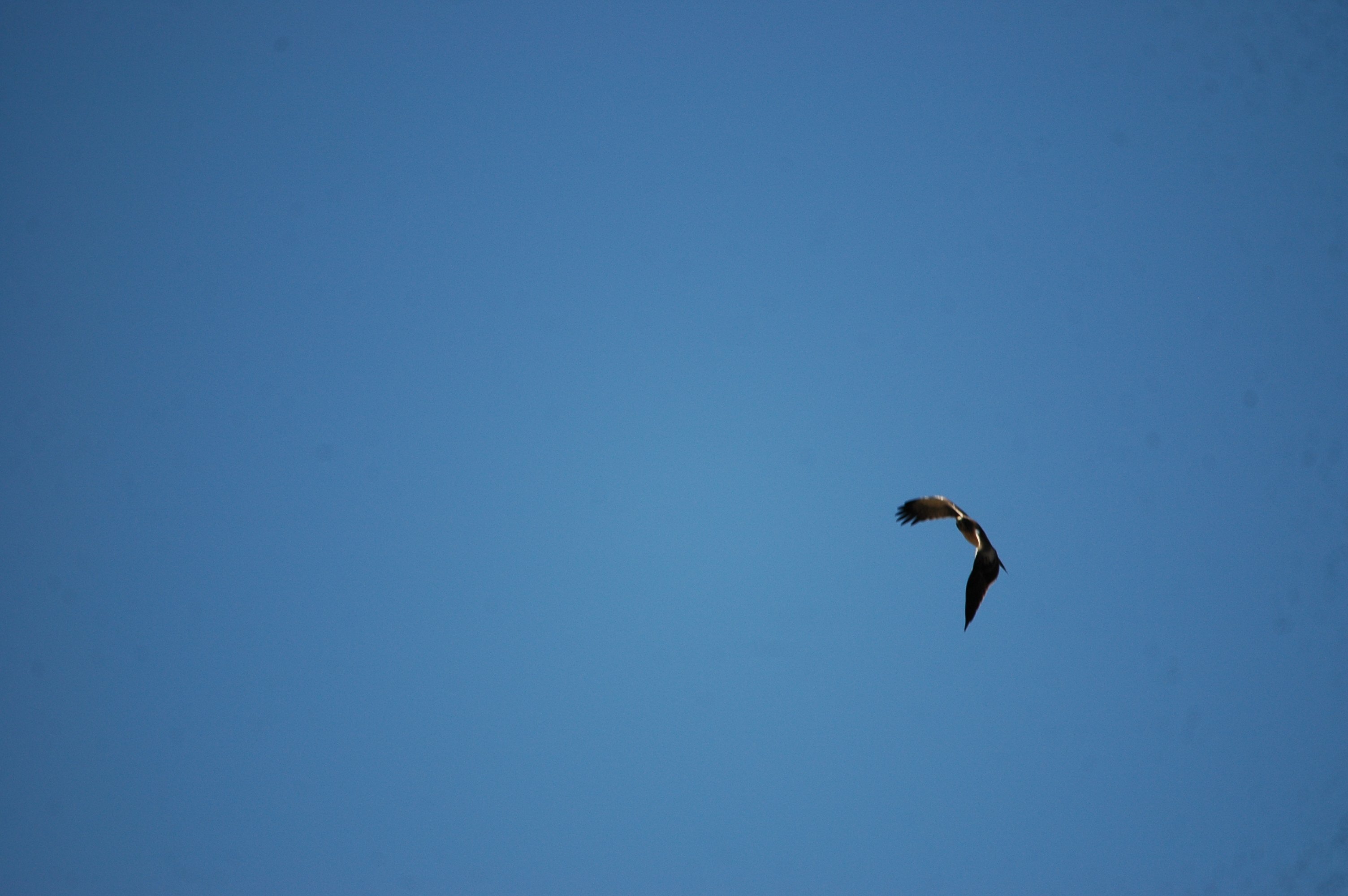 photos/wildlife/Bird_Species/032-Hawks-Eagles-Harriers-Falcons/0816-Booted_Eagle/20090921-Spain-28.jpg
