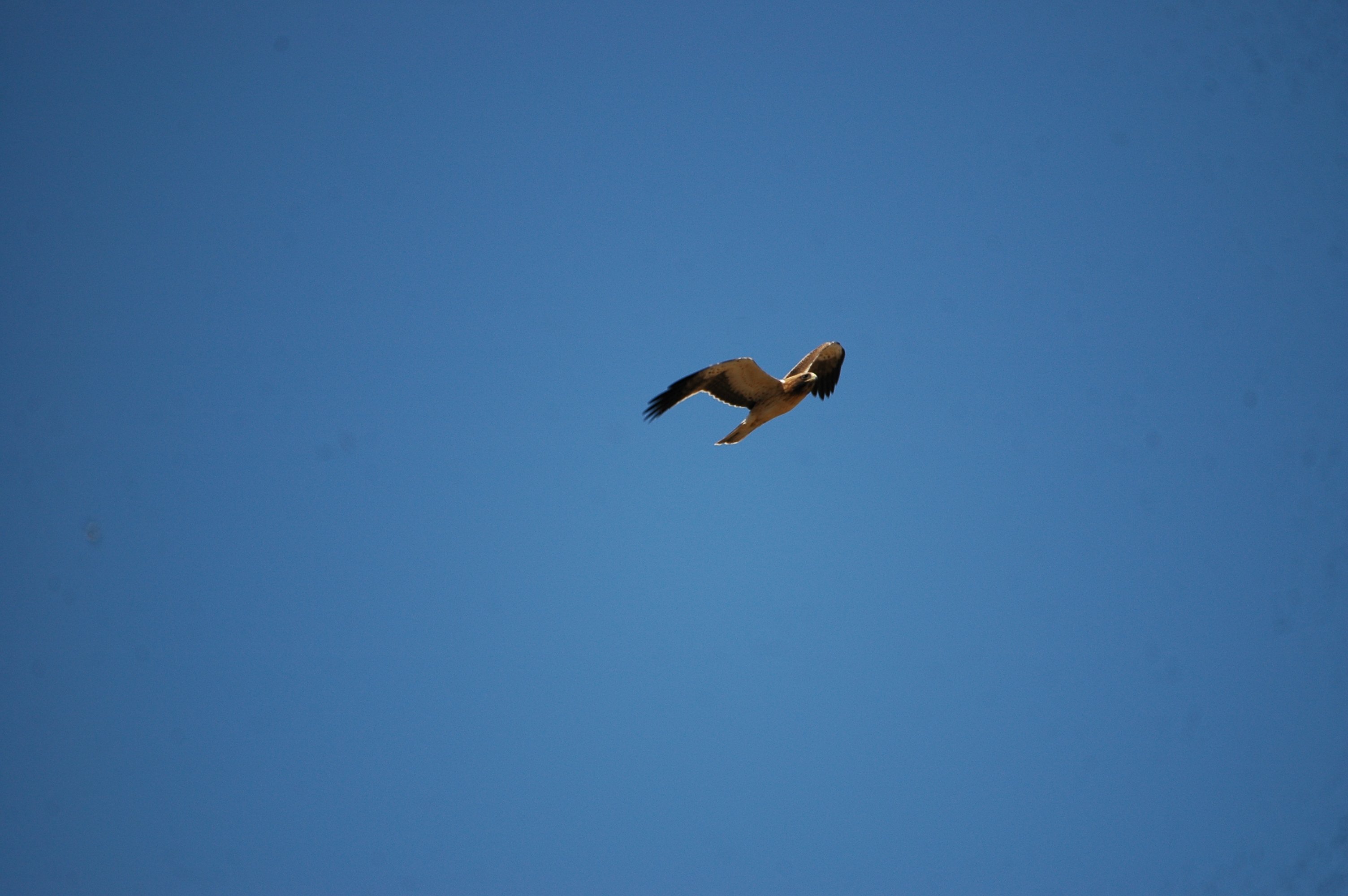 photos/wildlife/Bird_Species/032-Hawks-Eagles-Harriers-Falcons/0816-Booted_Eagle/20090921-Spain-29.jpg
