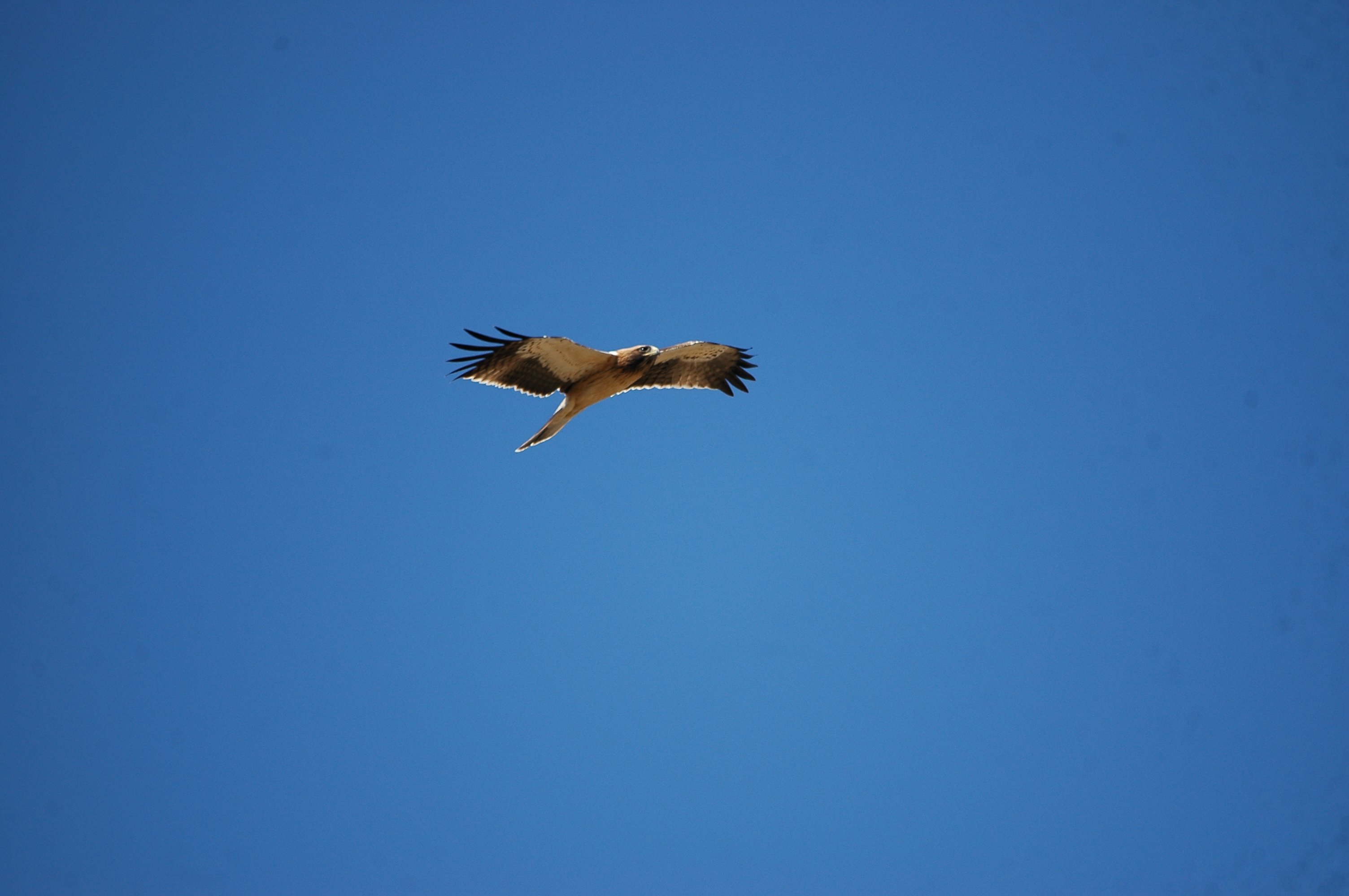 photos/wildlife/Bird_Species/032-Hawks-Eagles-Harriers-Falcons/0816-Booted_Eagle/20090921-Spain-30.jpg