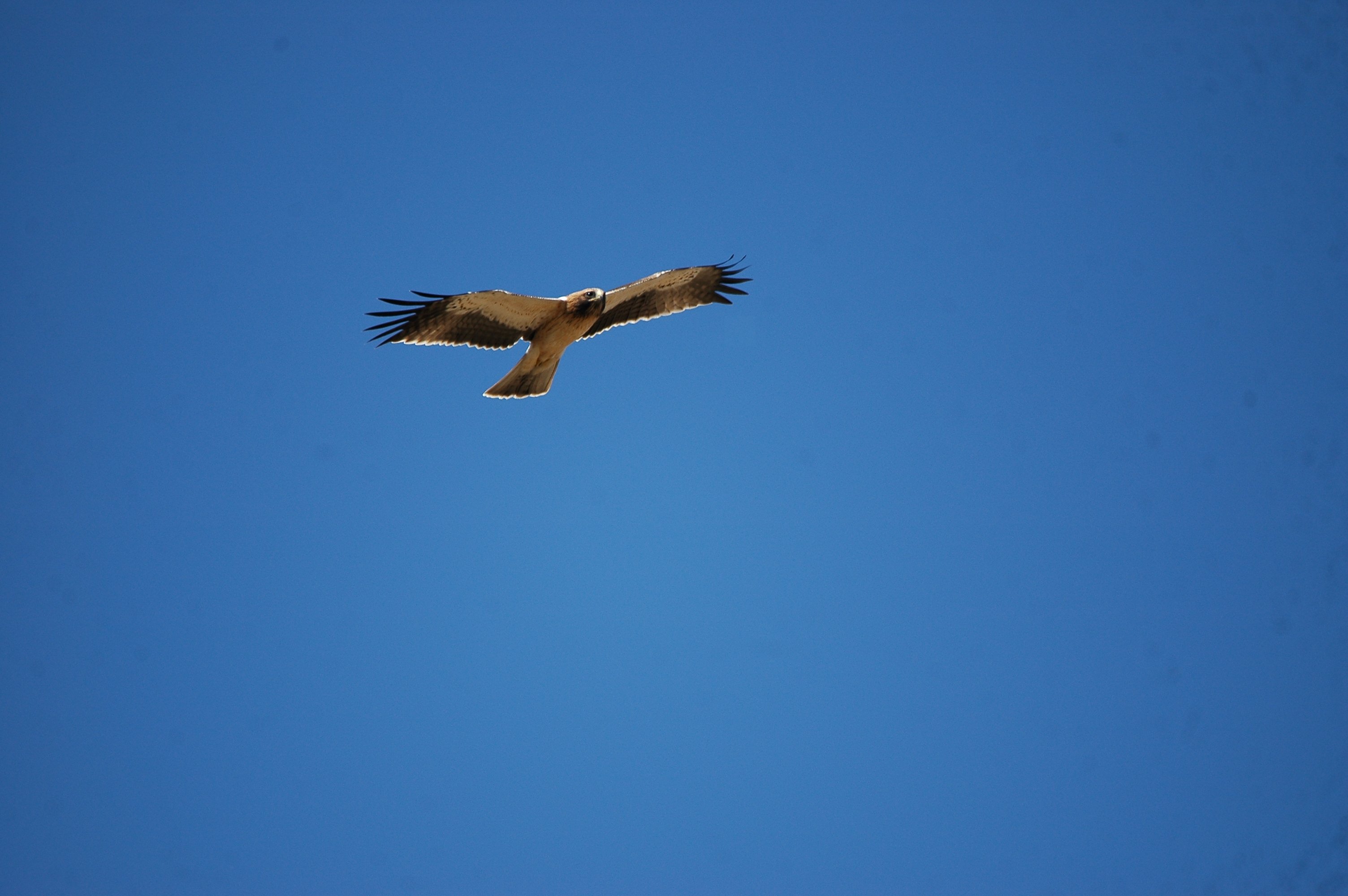 photos/wildlife/Bird_Species/032-Hawks-Eagles-Harriers-Falcons/0816-Booted_Eagle/20090921-Spain-31.jpg