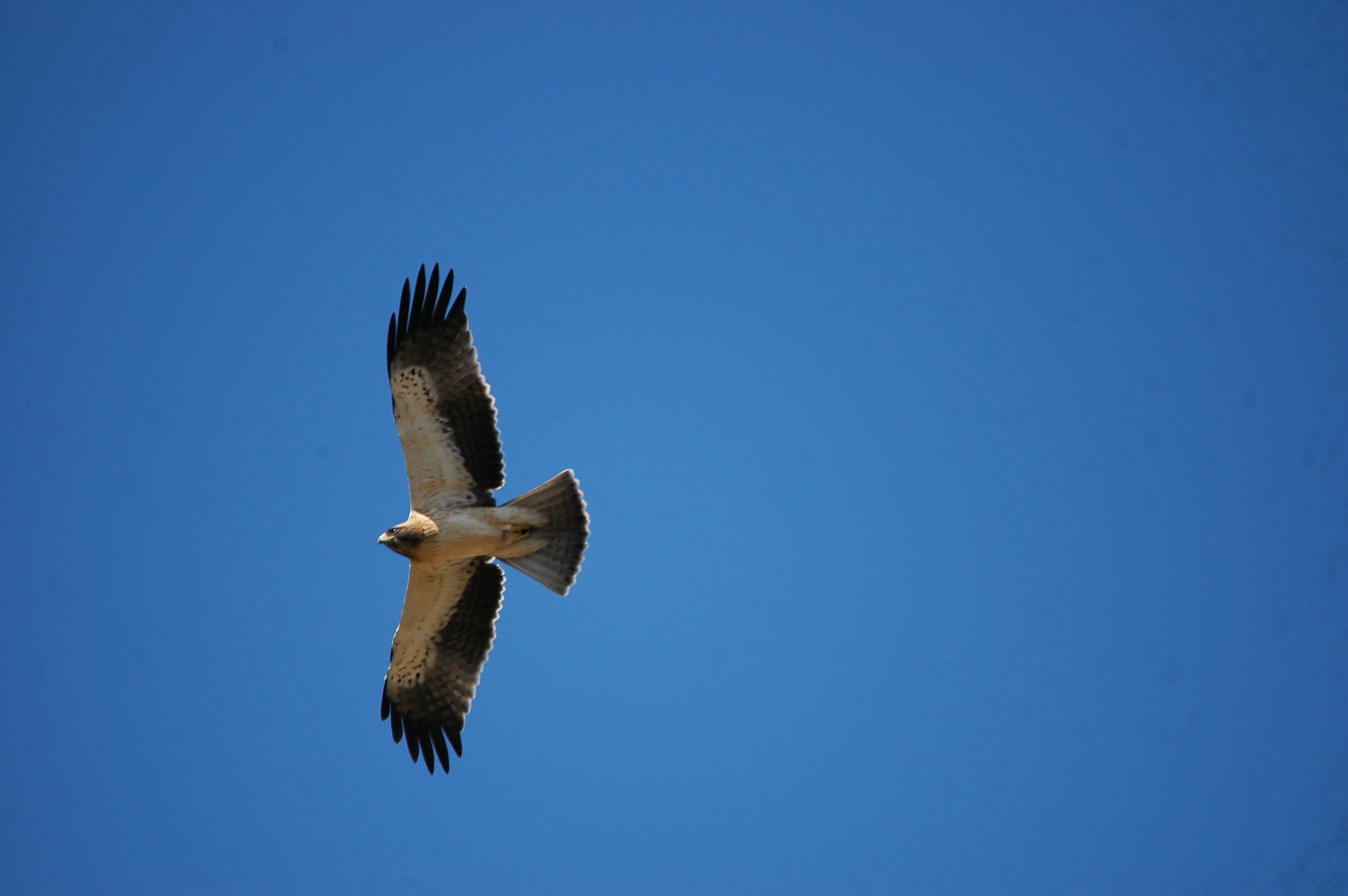 photos/wildlife/Bird_Species/032-Hawks-Eagles-Harriers-Falcons/0816-Booted_Eagle/20090921-Spain-32.jpg