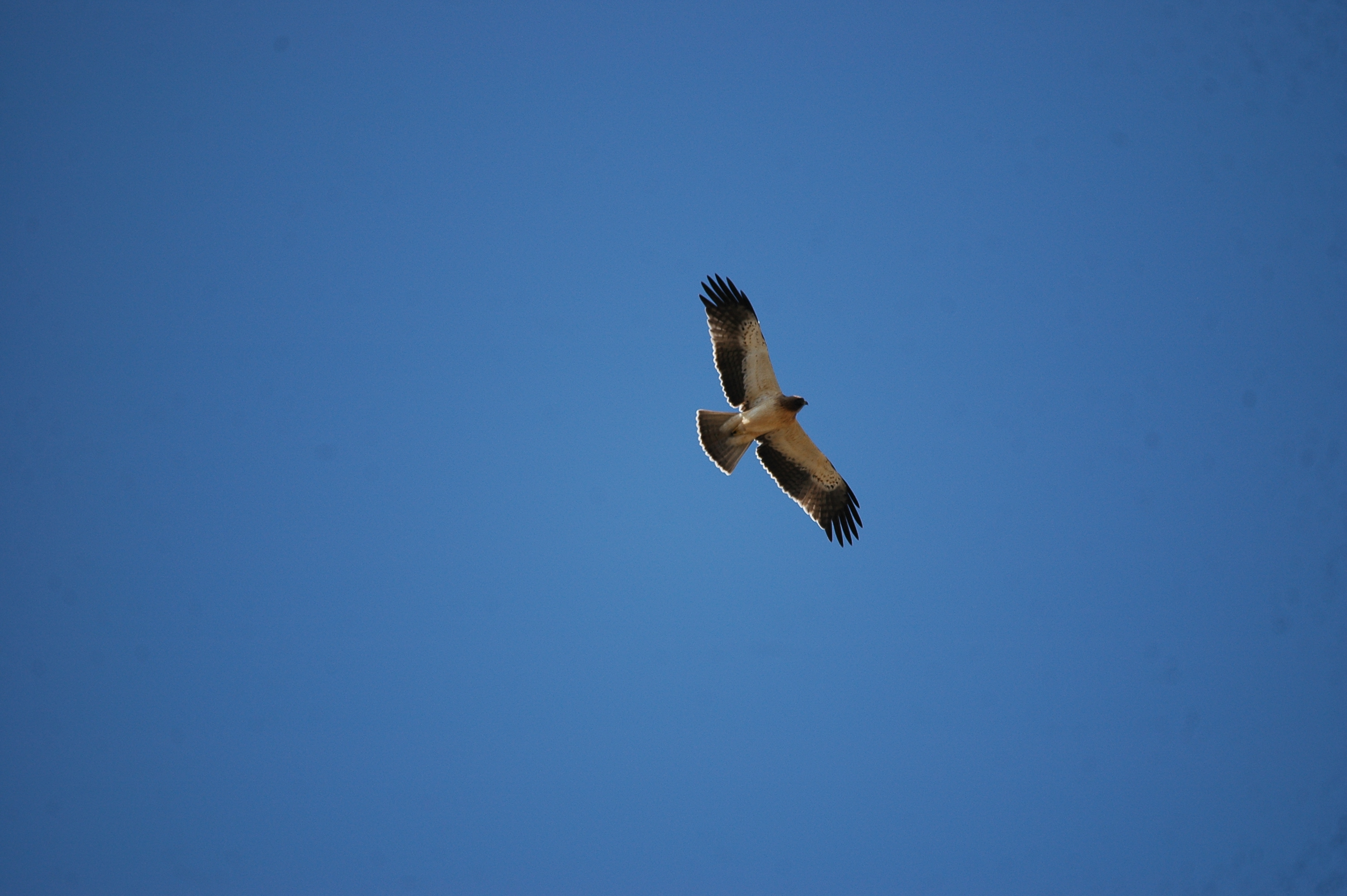 photos/wildlife/Bird_Species/032-Hawks-Eagles-Harriers-Falcons/0816-Booted_Eagle/20090921-Spain-33.jpg