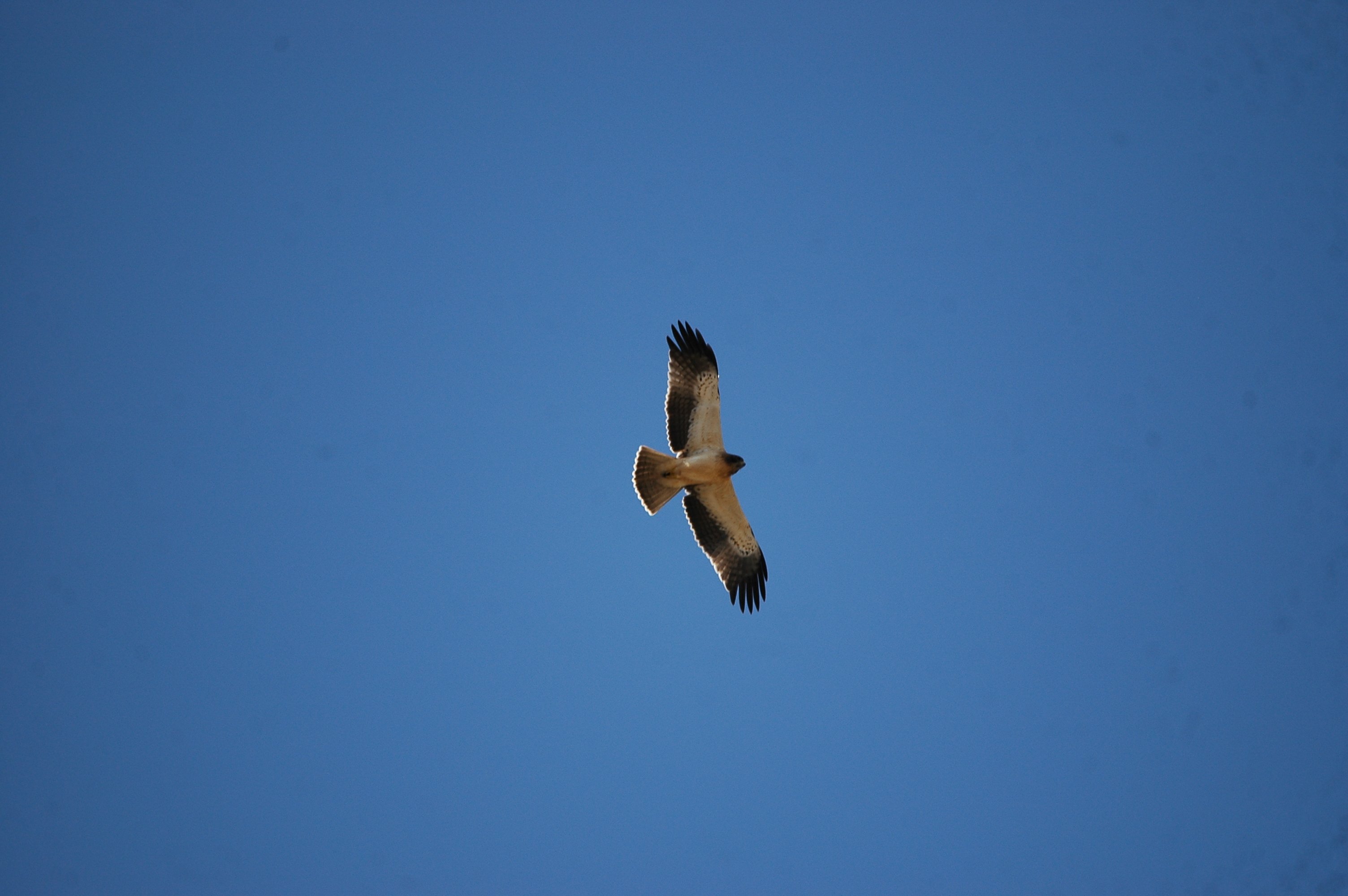 photos/wildlife/Bird_Species/032-Hawks-Eagles-Harriers-Falcons/0816-Booted_Eagle/20090921-Spain-34.jpg