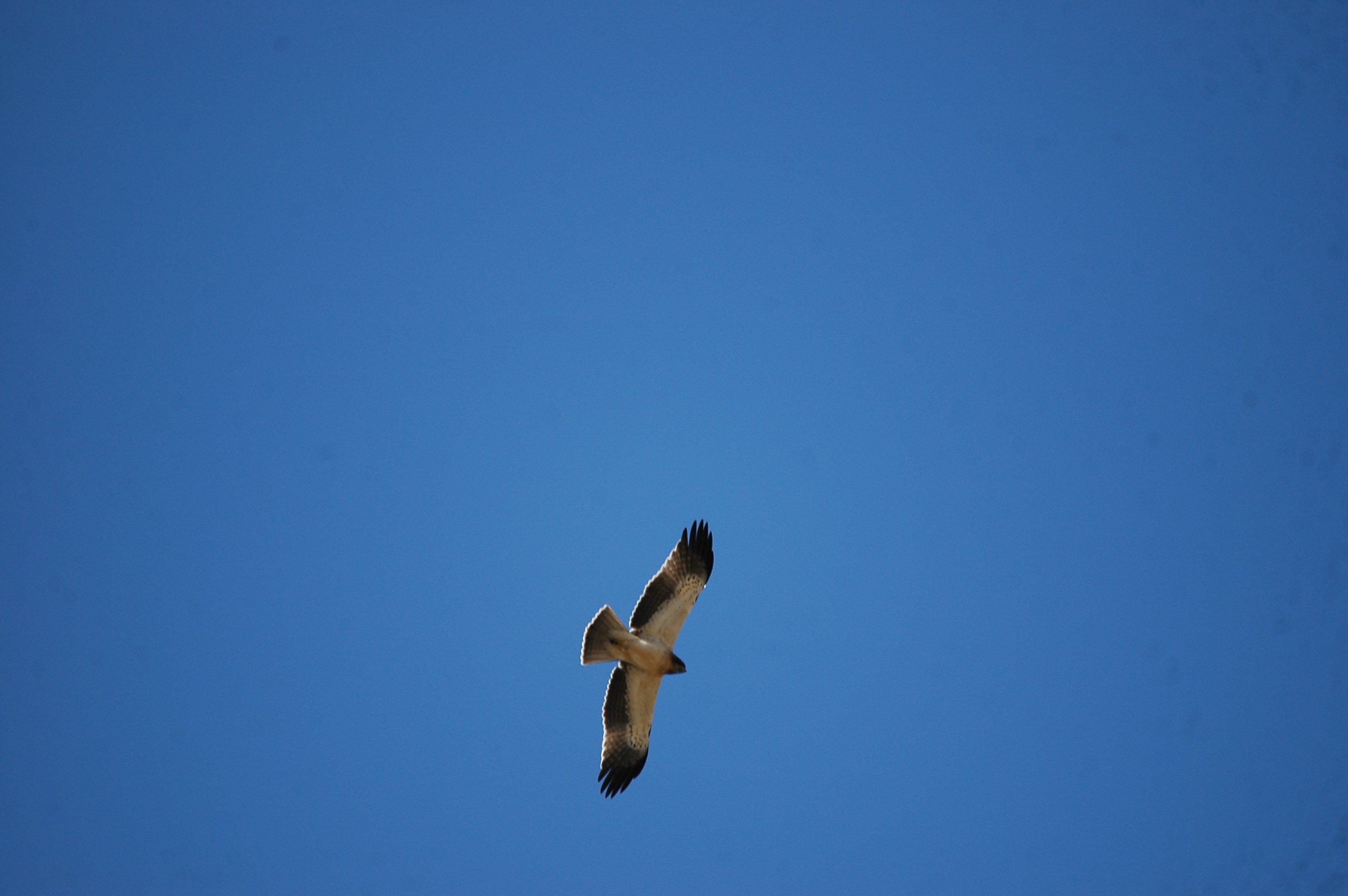 photos/wildlife/Bird_Species/032-Hawks-Eagles-Harriers-Falcons/0816-Booted_Eagle/20090921-Spain-35.jpg