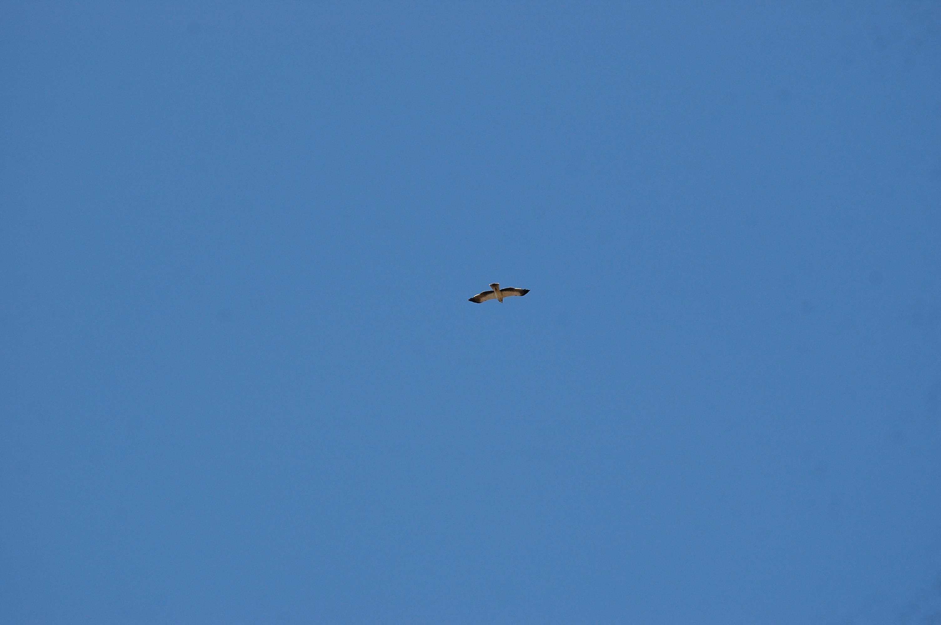 photos/wildlife/Bird_Species/032-Hawks-Eagles-Harriers-Falcons/0816-Booted_Eagle/20090921-Spain-37.jpg