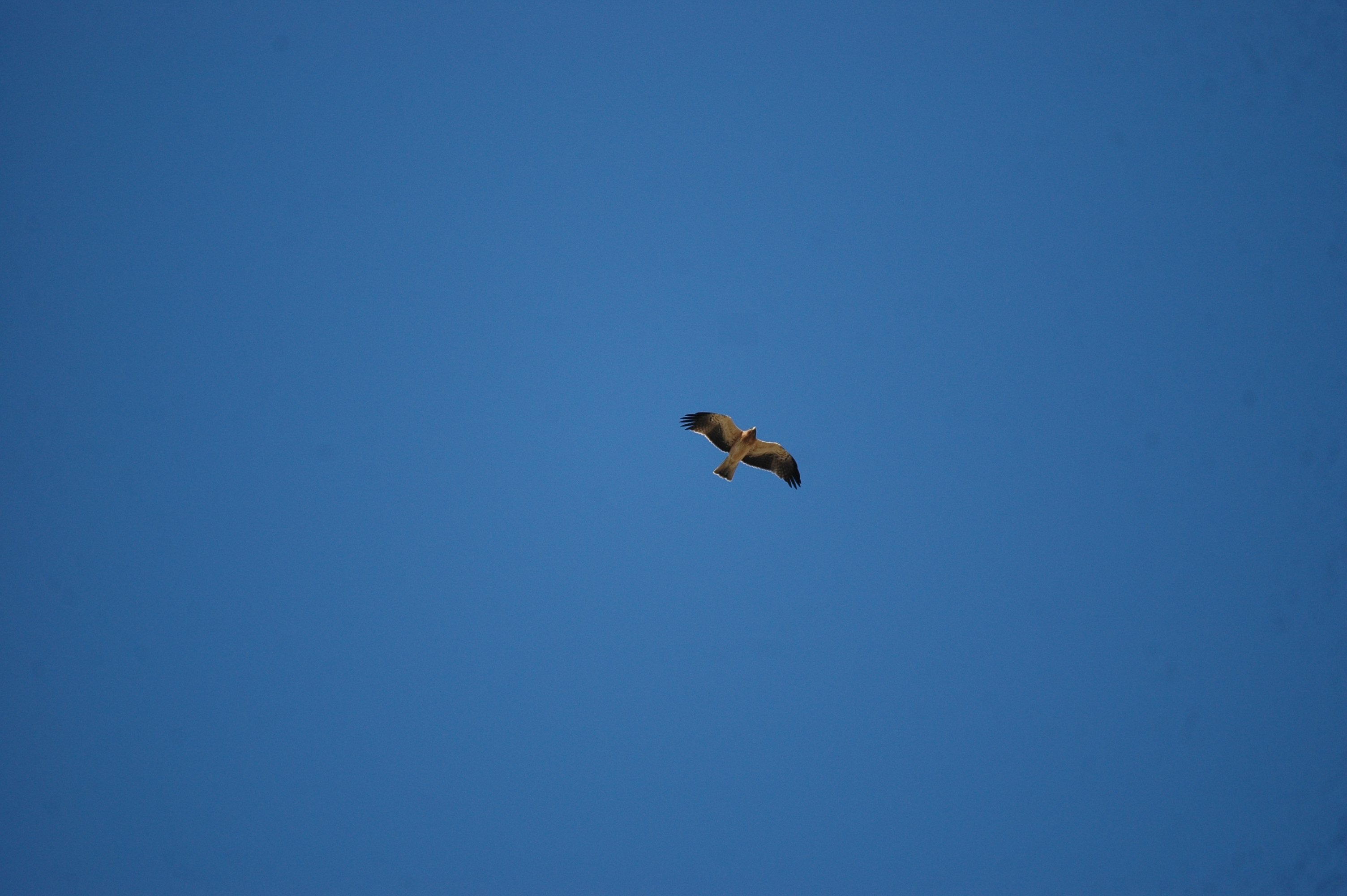 photos/wildlife/Bird_Species/032-Hawks-Eagles-Harriers-Falcons/0816-Booted_Eagle/20090922-Spain-01.jpg