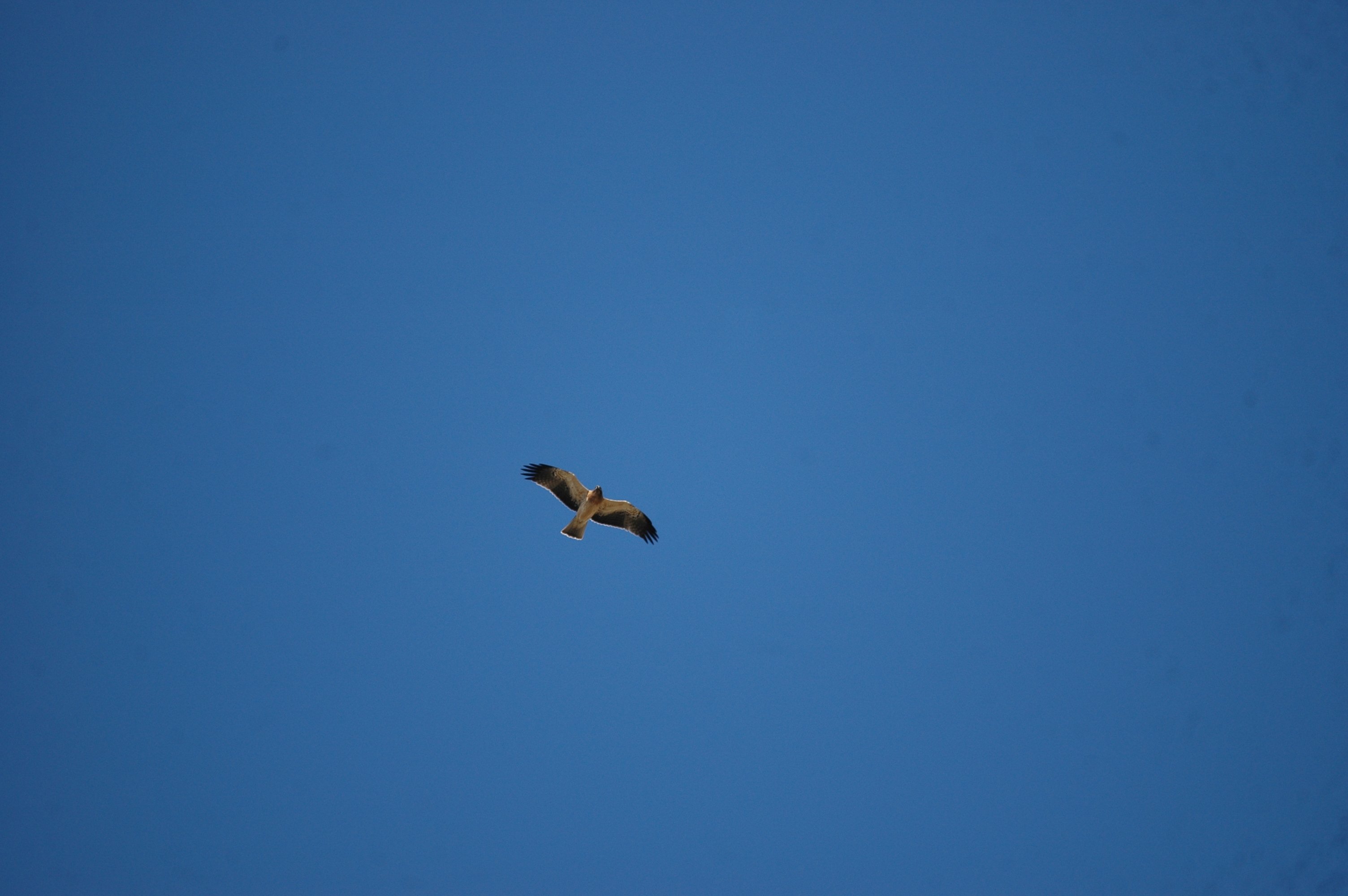 photos/wildlife/Bird_Species/032-Hawks-Eagles-Harriers-Falcons/0816-Booted_Eagle/20090922-Spain-02.jpg