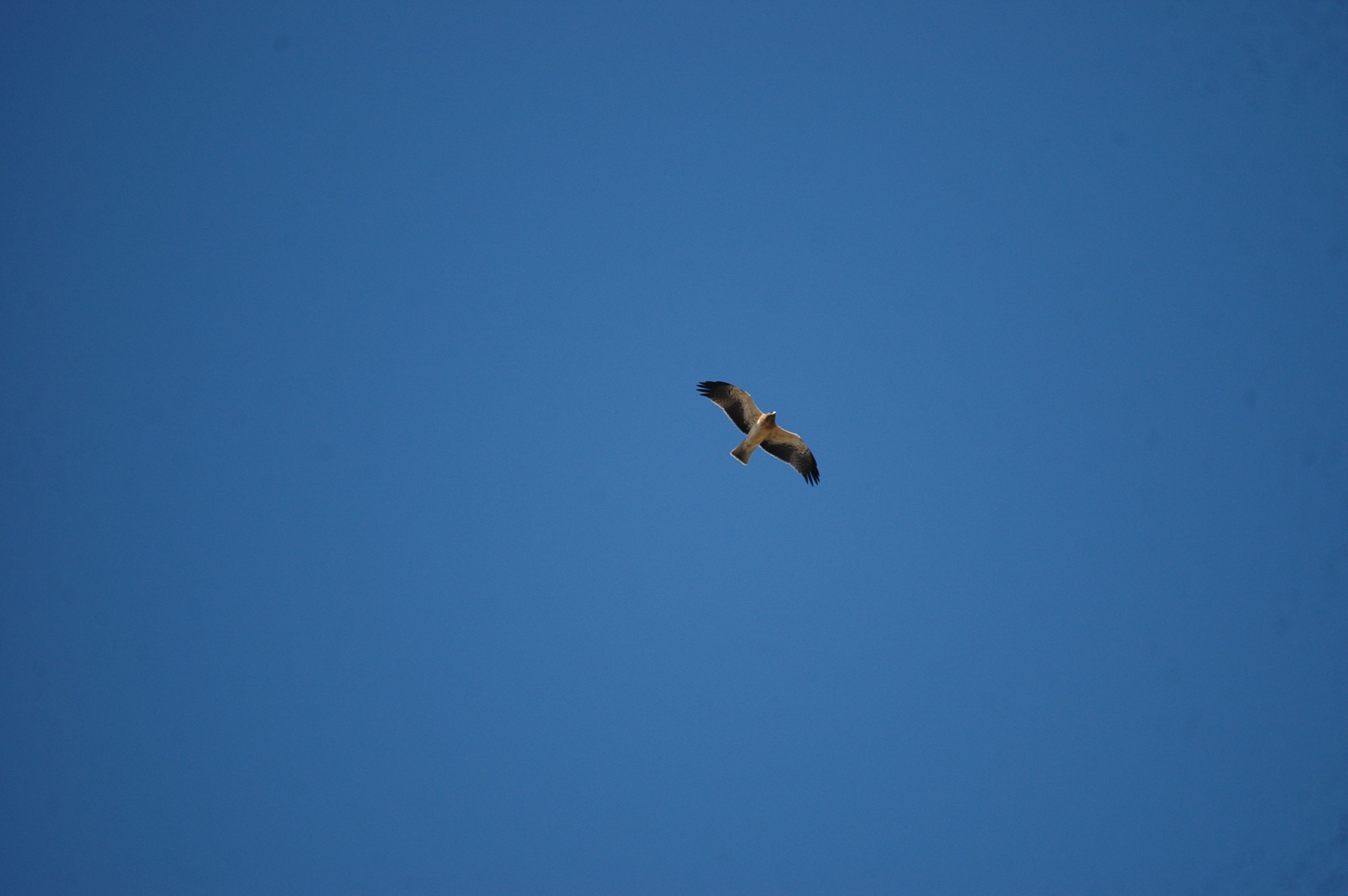 photos/wildlife/Bird_Species/032-Hawks-Eagles-Harriers-Falcons/0816-Booted_Eagle/20090922-Spain-03.jpg