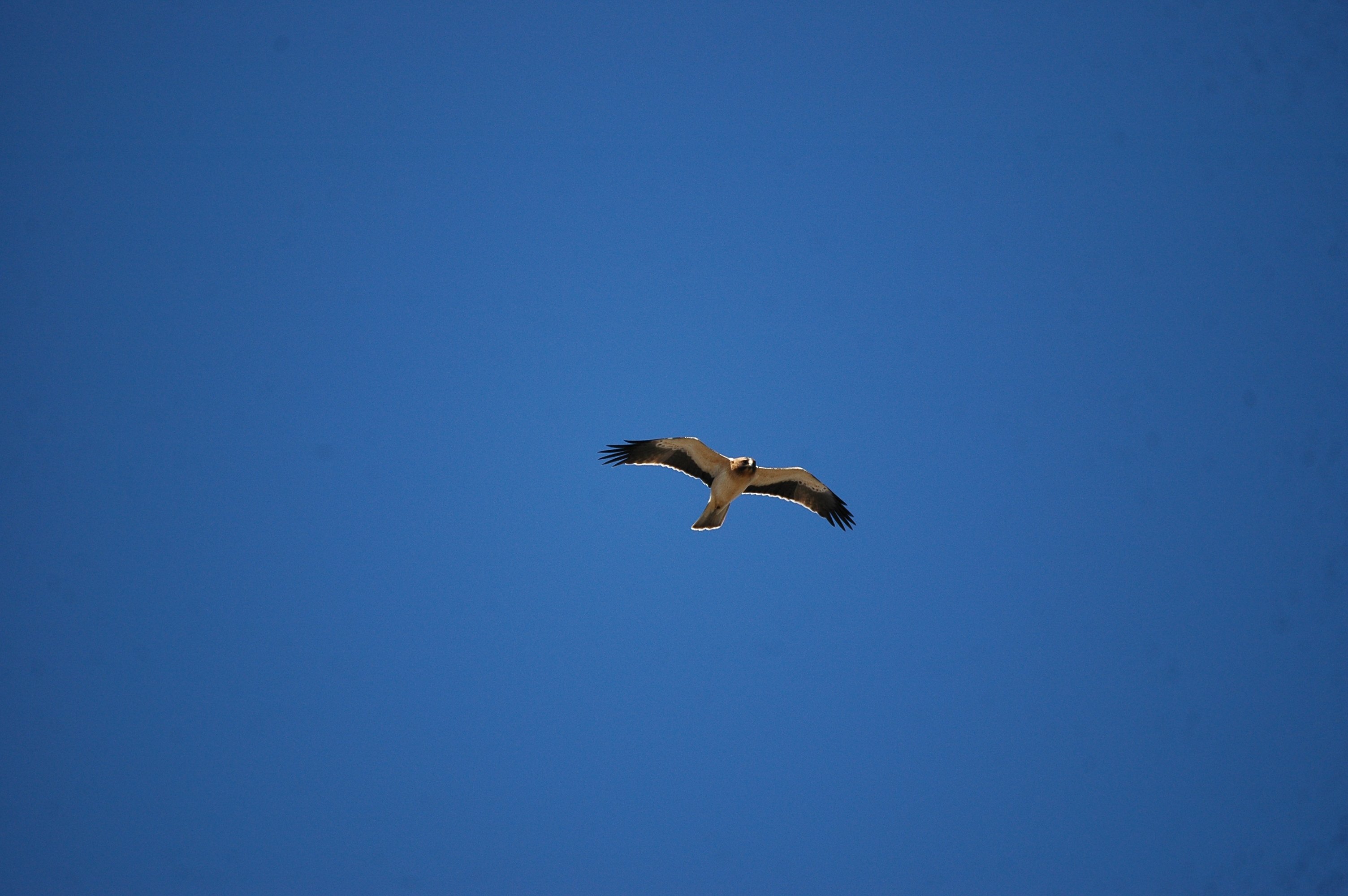 photos/wildlife/Bird_Species/032-Hawks-Eagles-Harriers-Falcons/0816-Booted_Eagle/20090922-Spain-04.jpg